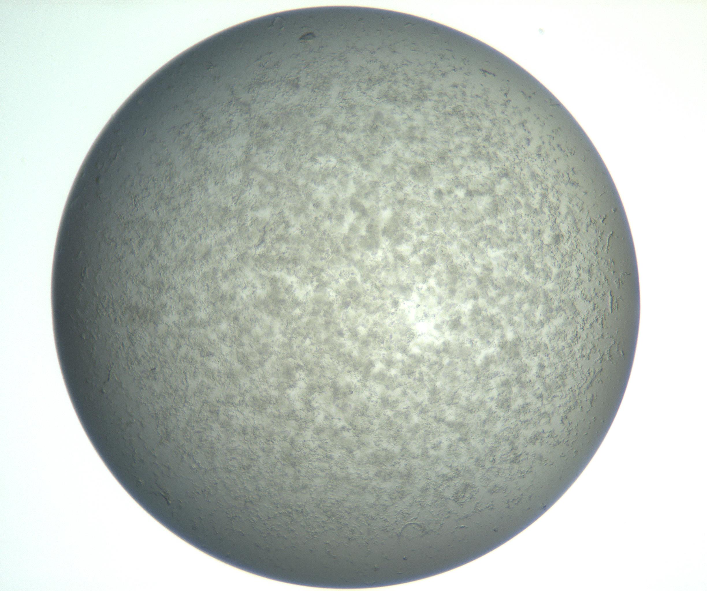 RI01_03_000_0212_Proj1_Clon1_MC_0000MC102865_003_161022_06_03_02_00_99_002_001_RAI.jpg
