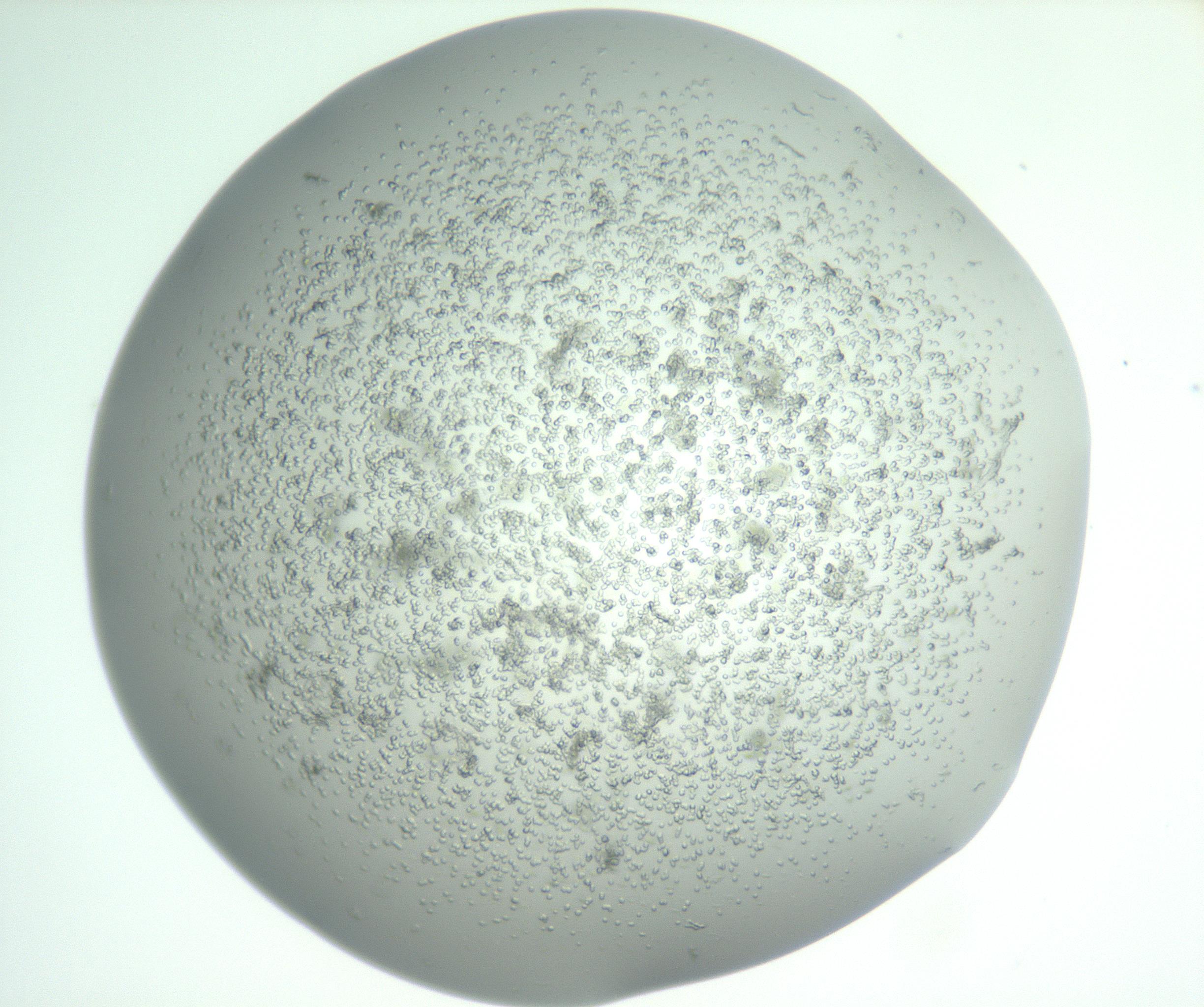 RI01_03_000_0212_Proj1_Clon1_MC_0000MC102865_003_161022_06_04_01_00_99_002_001_RAI.jpg