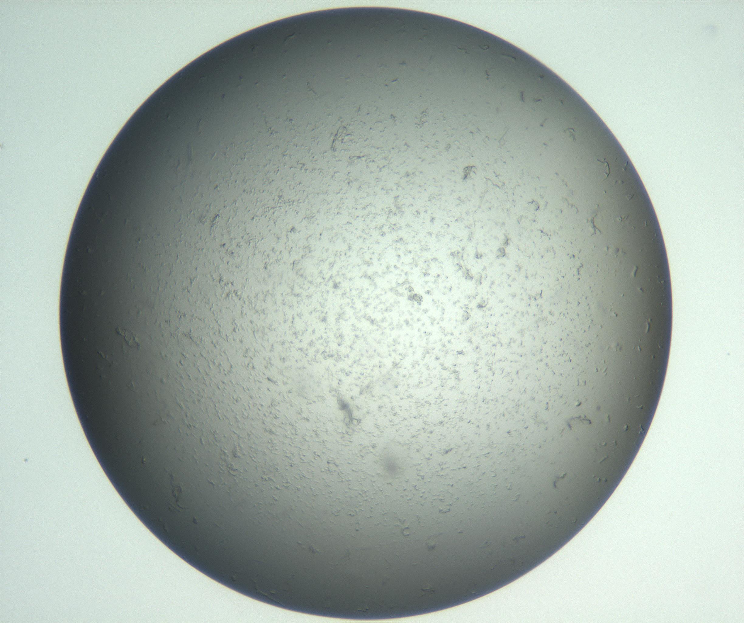 RI01_03_000_0212_Proj1_Clon1_MC_0000MC102865_003_161022_06_05_02_00_99_002_001_RAI.jpg