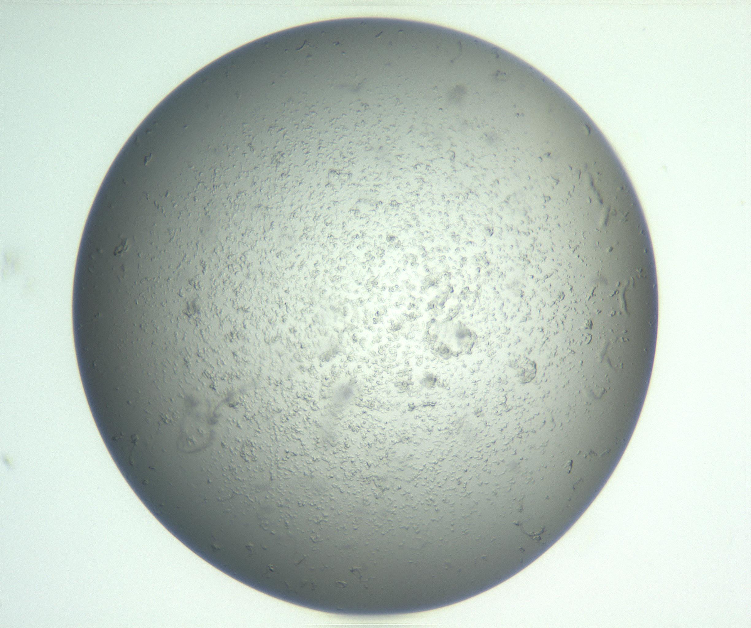 RI01_03_000_0212_Proj1_Clon1_MC_0000MC102865_003_161022_07_02_01_00_99_002_001_RAI.jpg