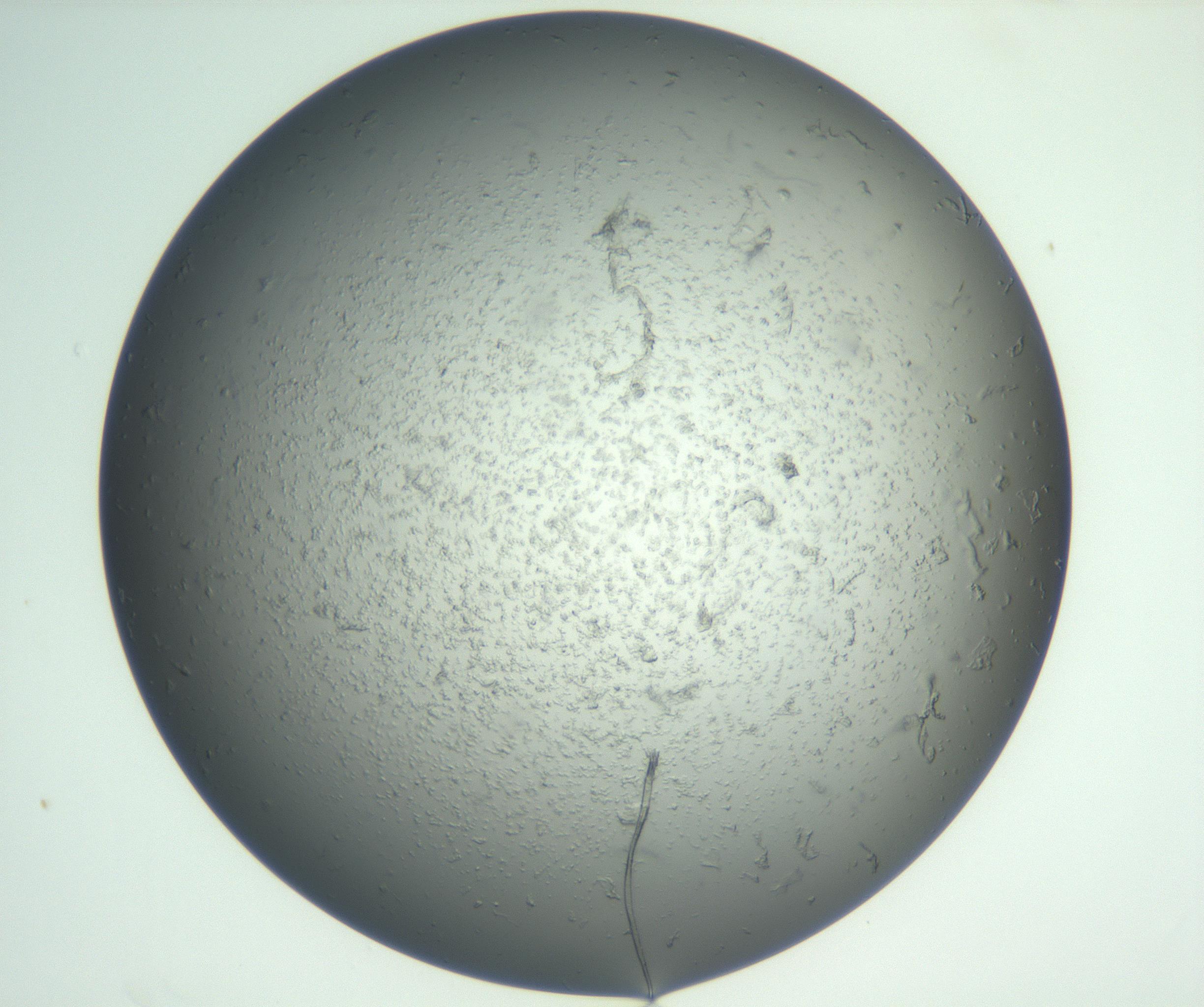 RI01_03_000_0212_Proj1_Clon1_MC_0000MC102865_003_161022_07_02_02_00_99_002_001_RAI.jpg