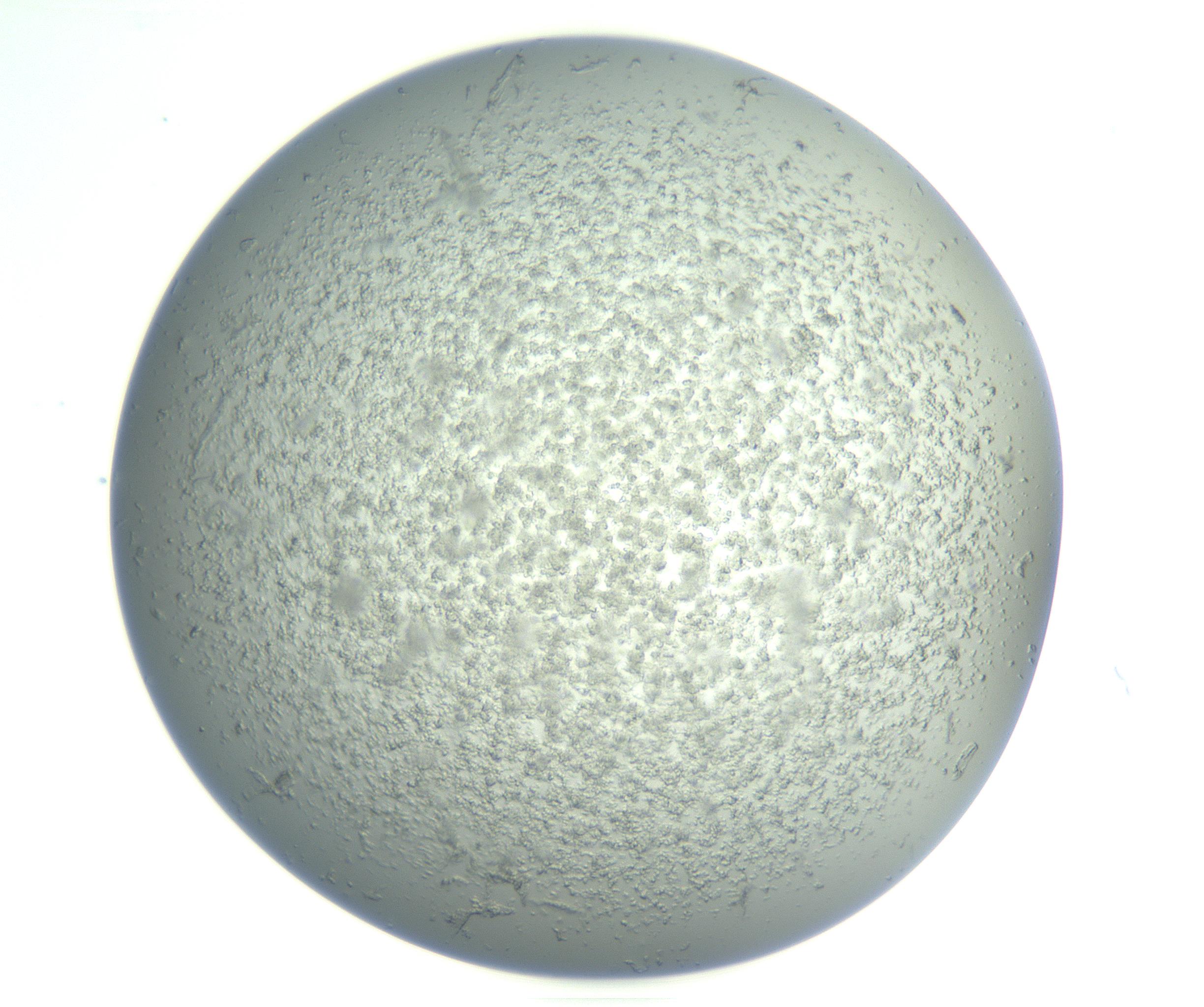 RI01_03_000_0212_Proj1_Clon1_MC_0000MC102865_003_161022_07_03_01_00_99_002_001_RAI.jpg