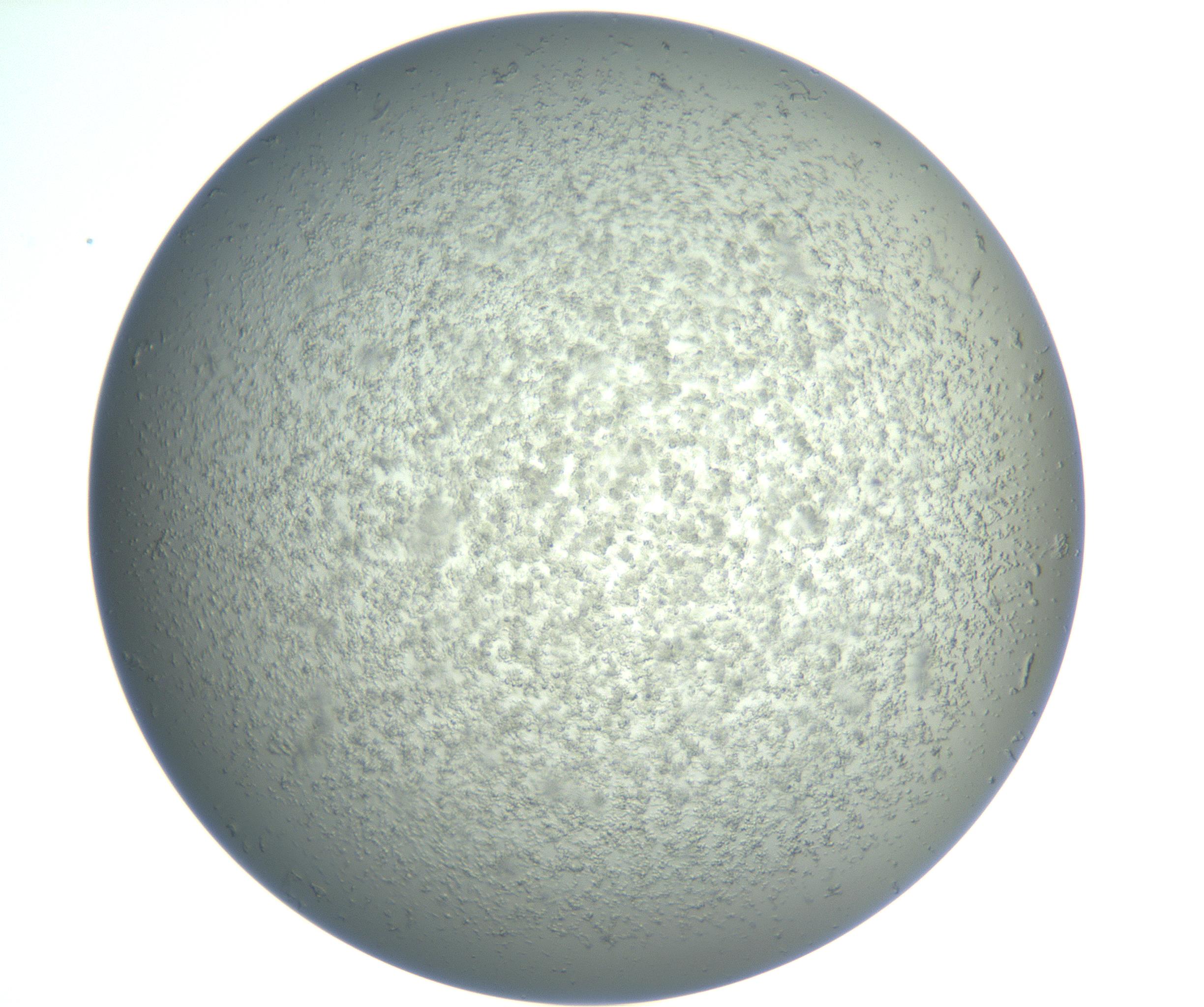 RI01_03_000_0212_Proj1_Clon1_MC_0000MC102865_003_161022_07_03_02_00_99_002_001_RAI.jpg
