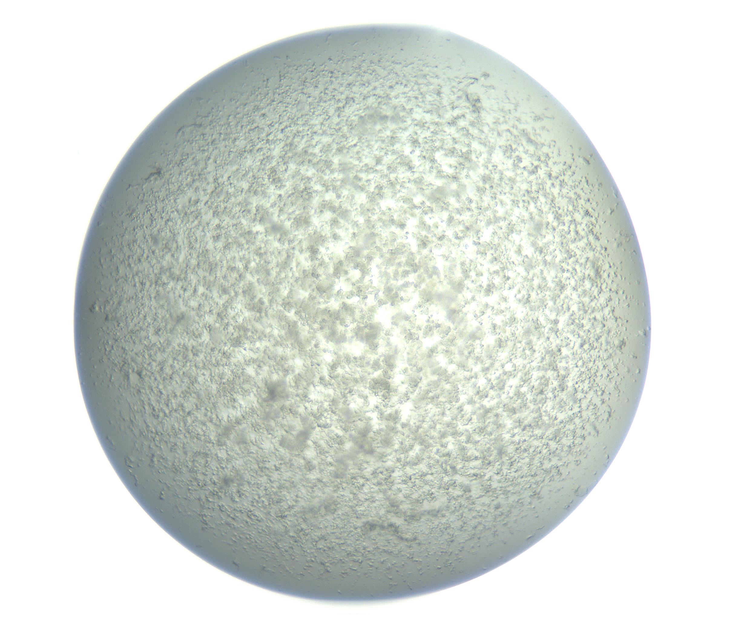 RI01_03_000_0212_Proj1_Clon1_MC_0000MC102865_003_161022_07_04_01_00_99_002_001_RAI.jpg