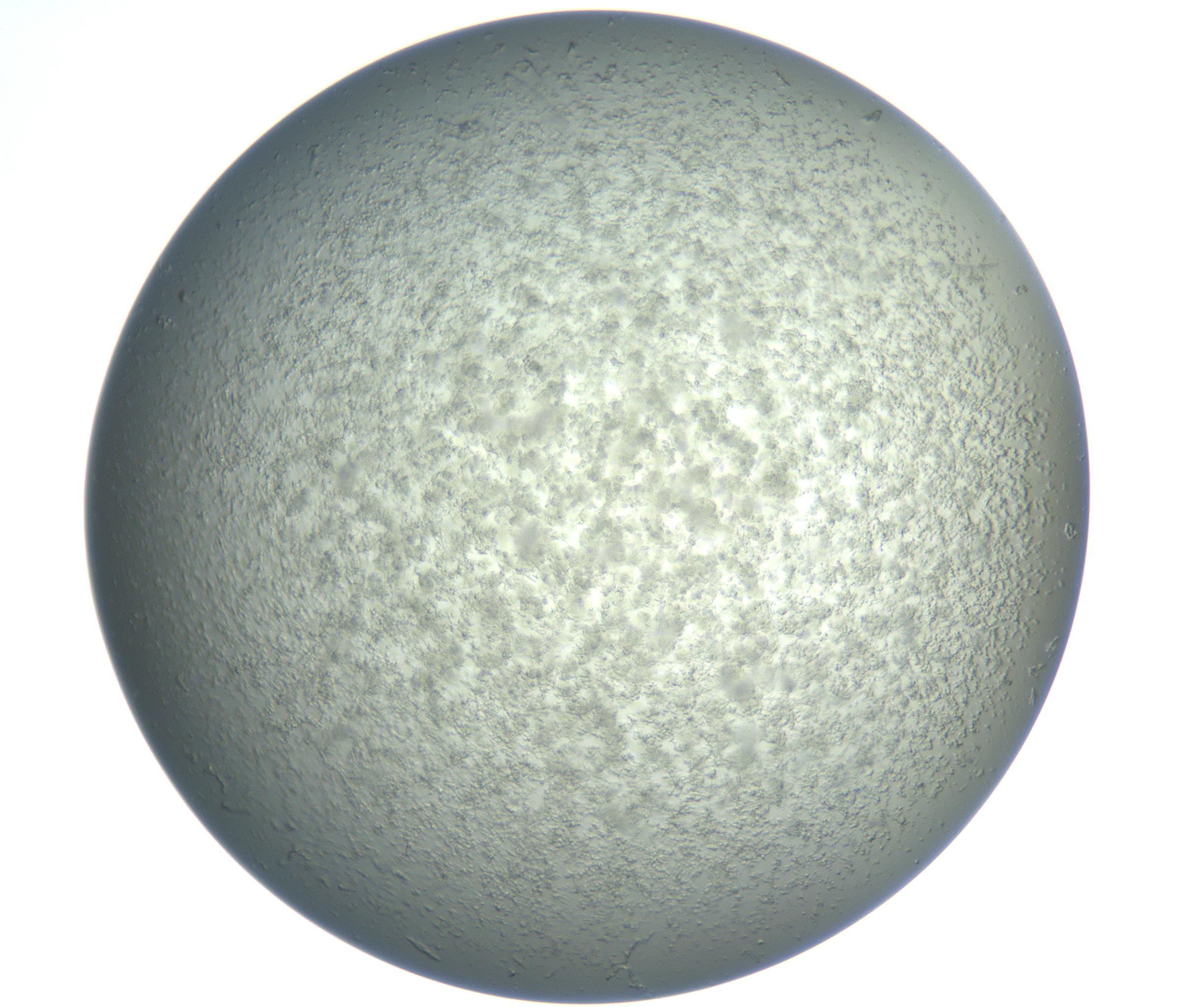 RI01_03_000_0212_Proj1_Clon1_MC_0000MC102865_003_161022_07_04_02_00_99_002_001_RAI.jpg
