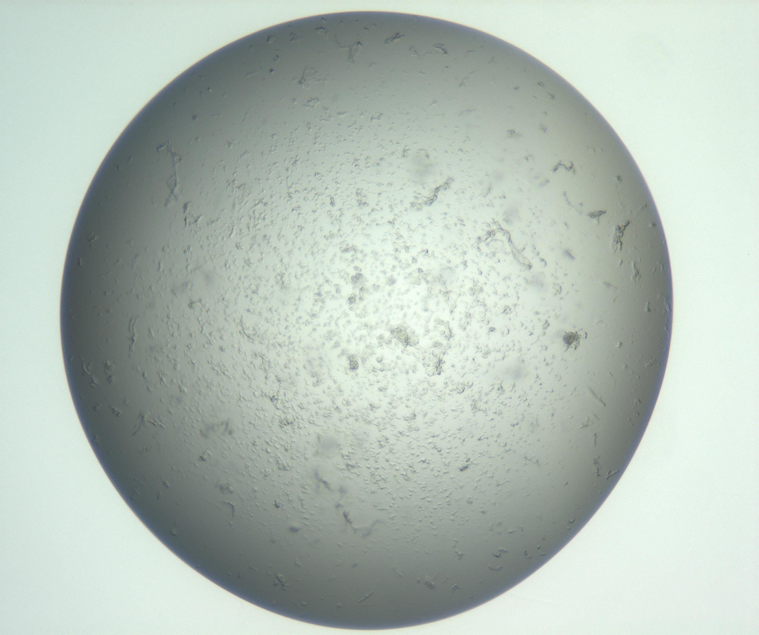 RI01_03_000_0212_Proj1_Clon1_MC_0000MC102865_003_161022_08_02_01_00_99_002_001_RAI.jpg