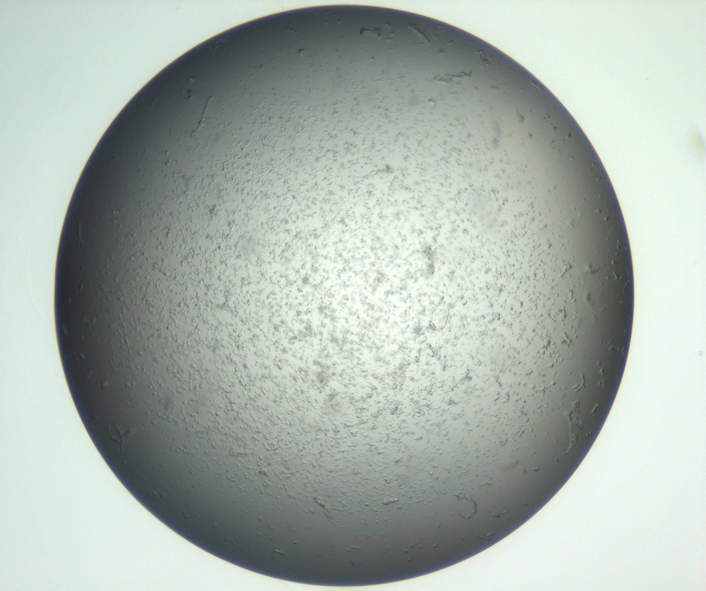 RI01_03_000_0212_Proj1_Clon1_MC_0000MC102865_003_161022_08_02_02_00_99_002_001_RAI.jpg