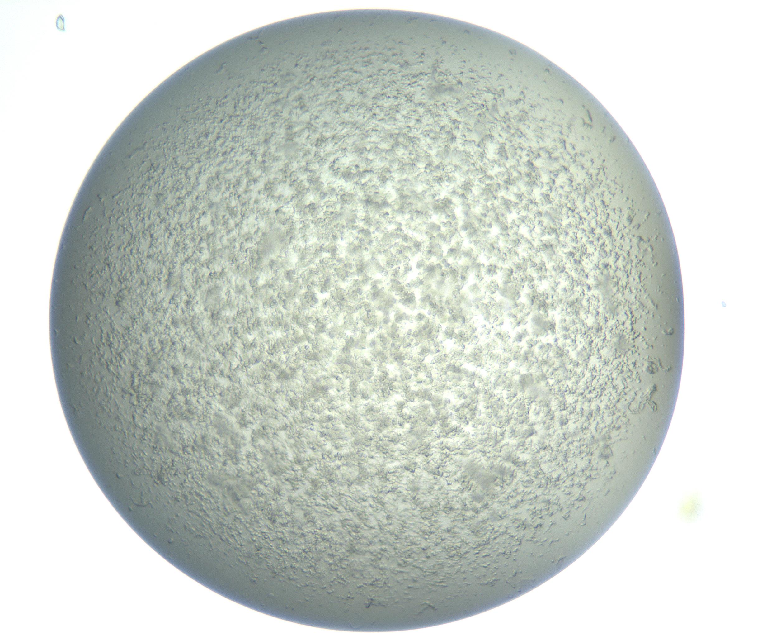 RI01_03_000_0212_Proj1_Clon1_MC_0000MC102865_003_161022_08_03_01_00_99_002_001_RAI.jpg