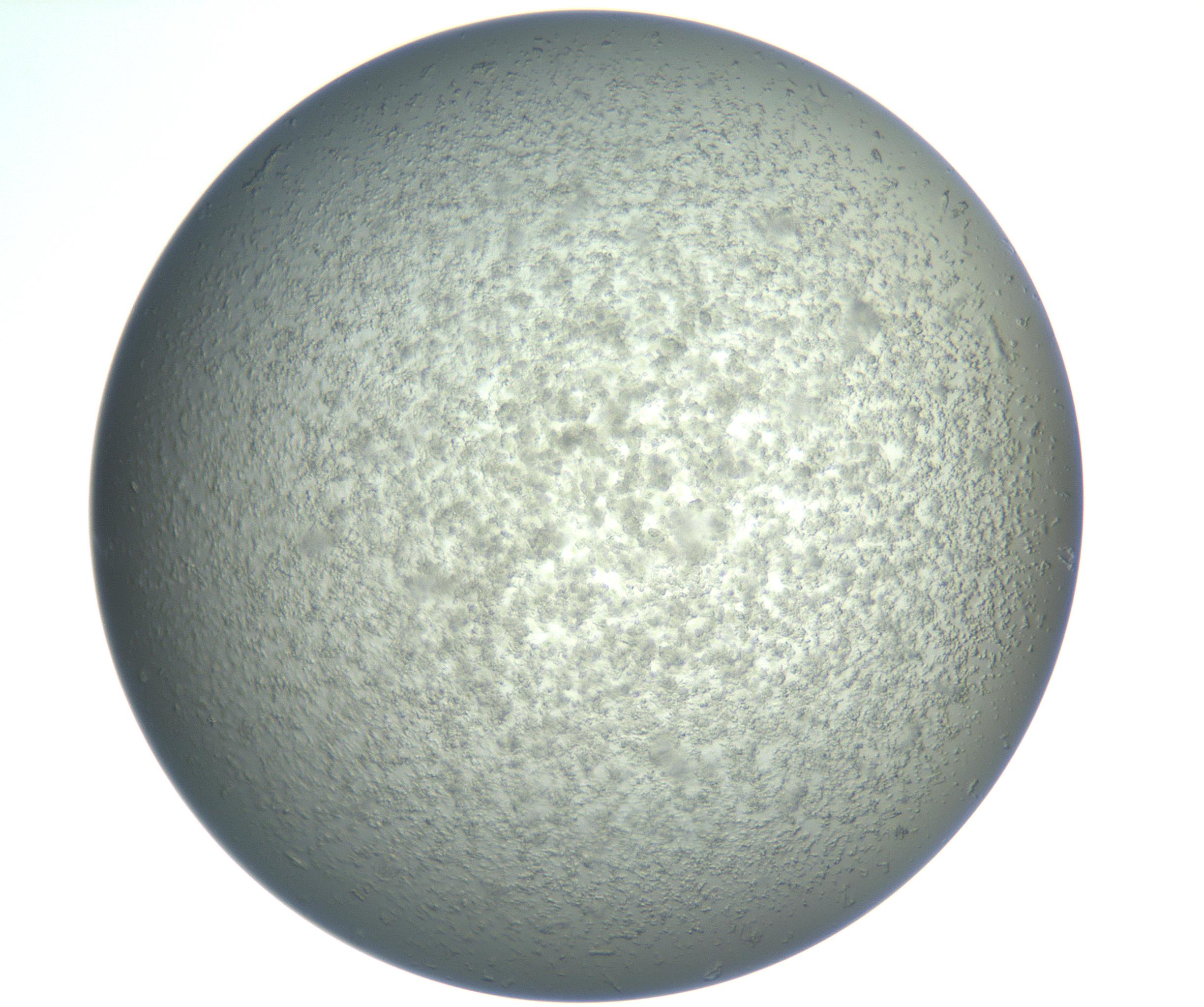 RI01_03_000_0212_Proj1_Clon1_MC_0000MC102865_003_161022_08_03_02_00_99_002_001_RAI.jpg