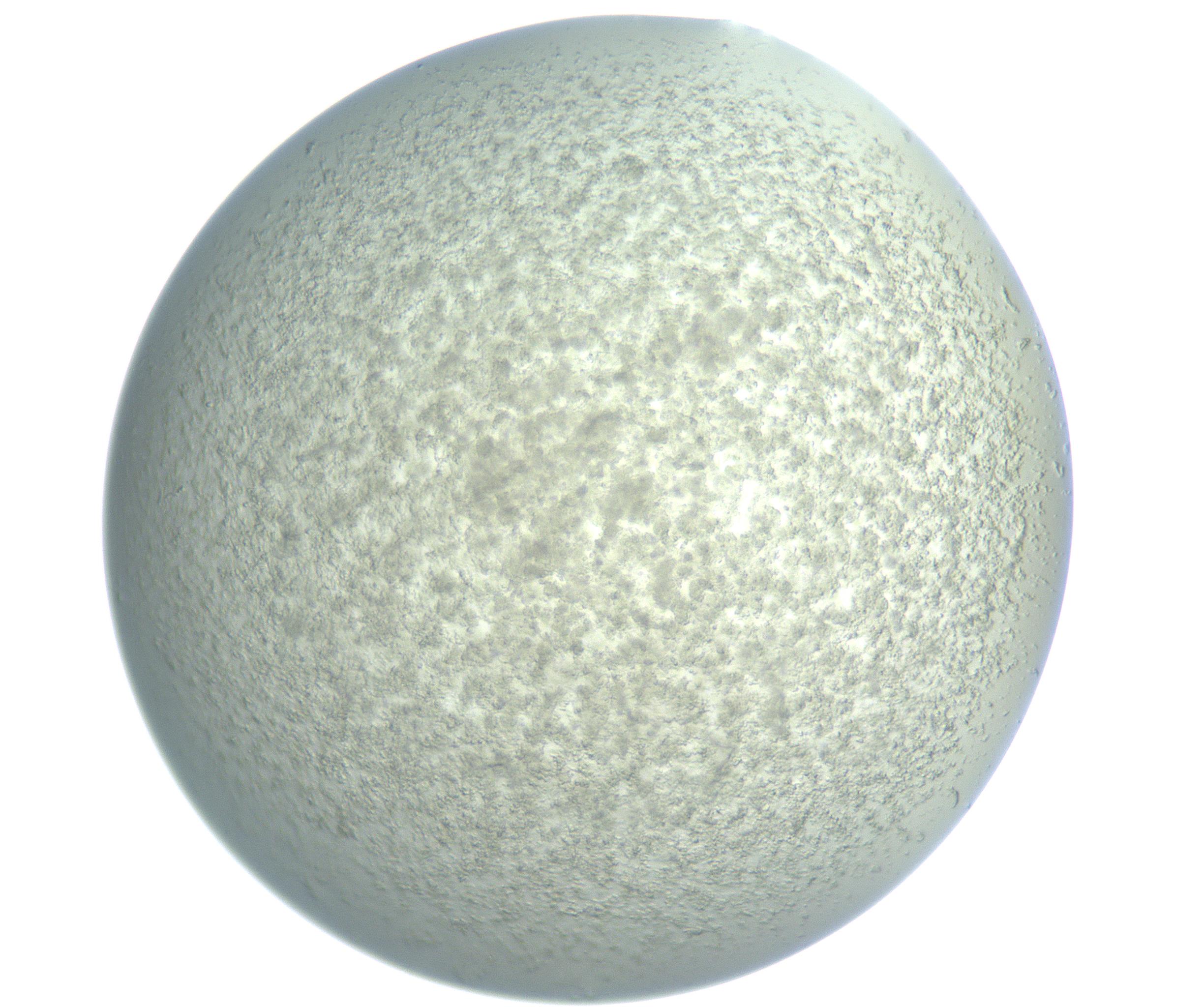 RI01_03_000_0212_Proj1_Clon1_MC_0000MC102865_003_161022_08_04_01_00_99_002_001_RAI.jpg