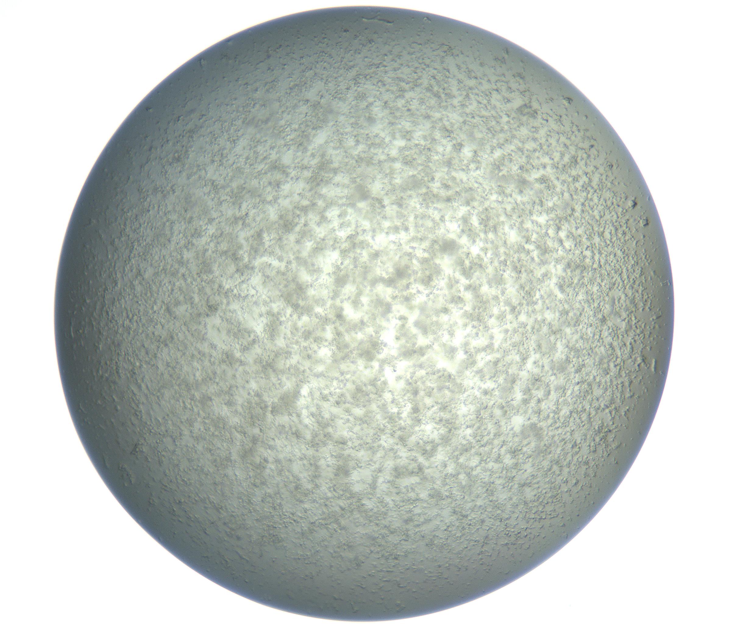 RI01_03_000_0212_Proj1_Clon1_MC_0000MC102865_003_161022_08_04_02_00_99_002_001_RAI.jpg
