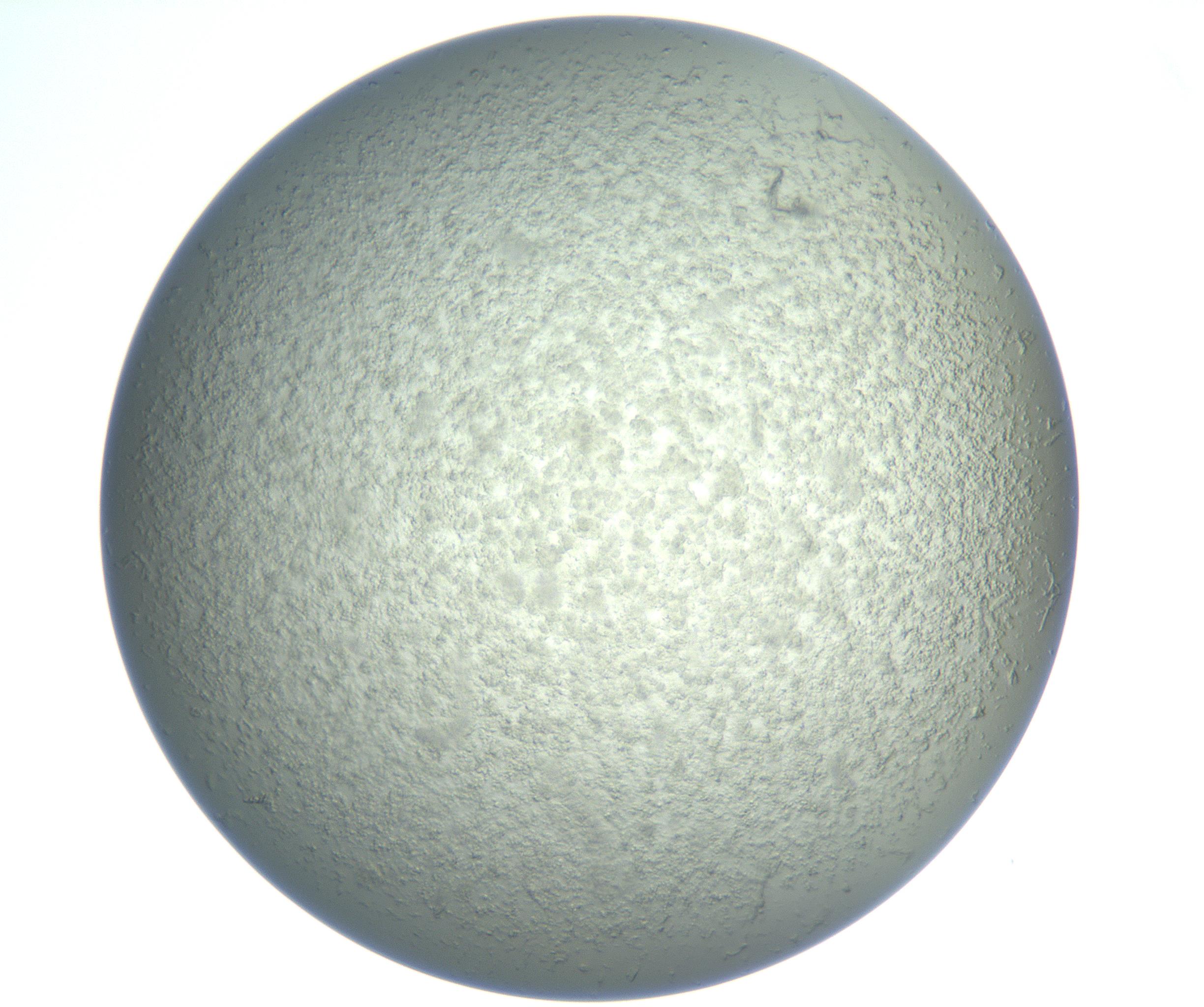 RI01_03_000_0212_Proj1_Clon1_MC_0000MC102865_003_161022_08_06_01_00_99_002_001_RAI.jpg