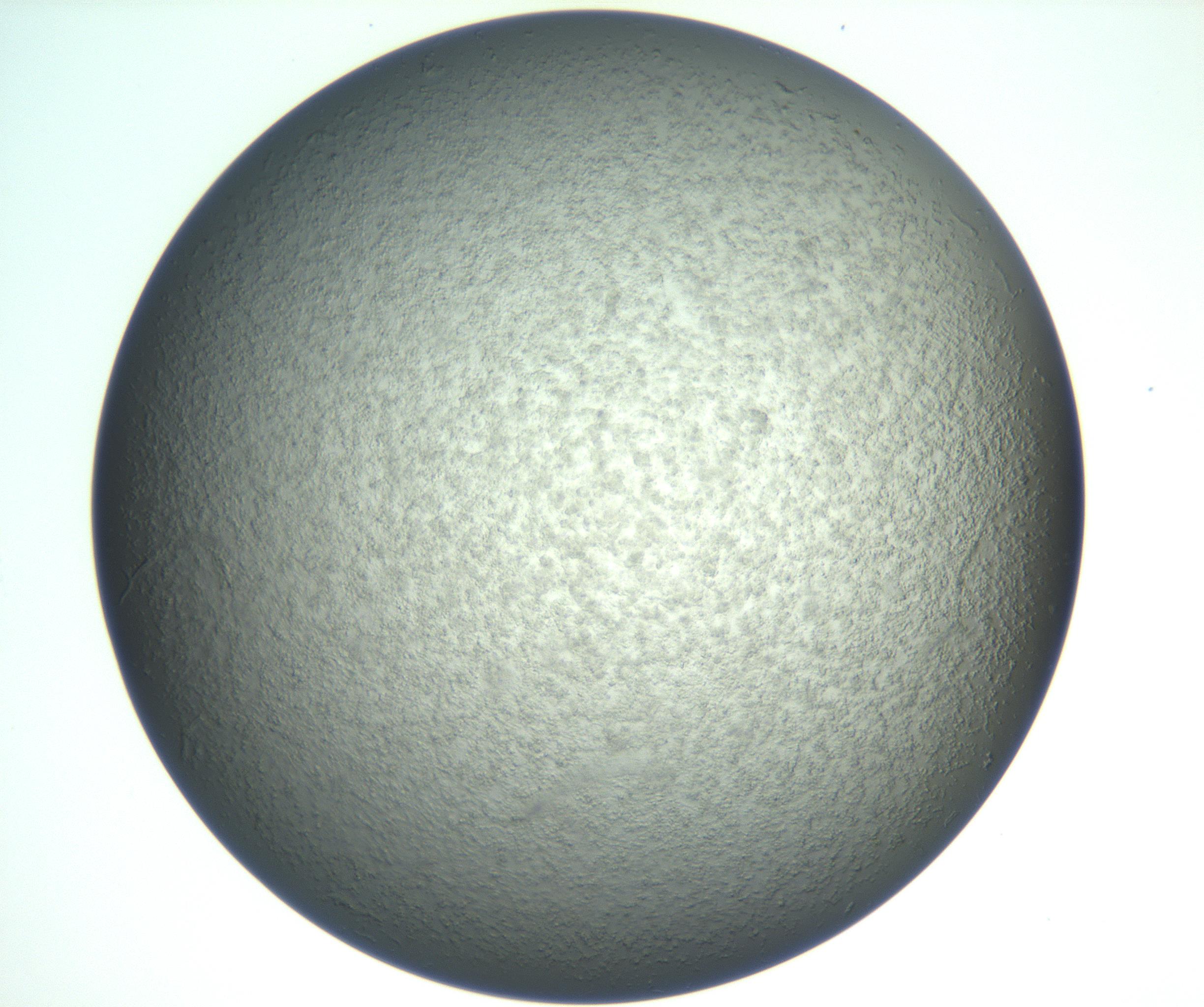 RI01_03_000_0212_Proj1_Clon1_MC_0000MC102865_003_161022_08_06_02_00_99_002_001_RAI.jpg
