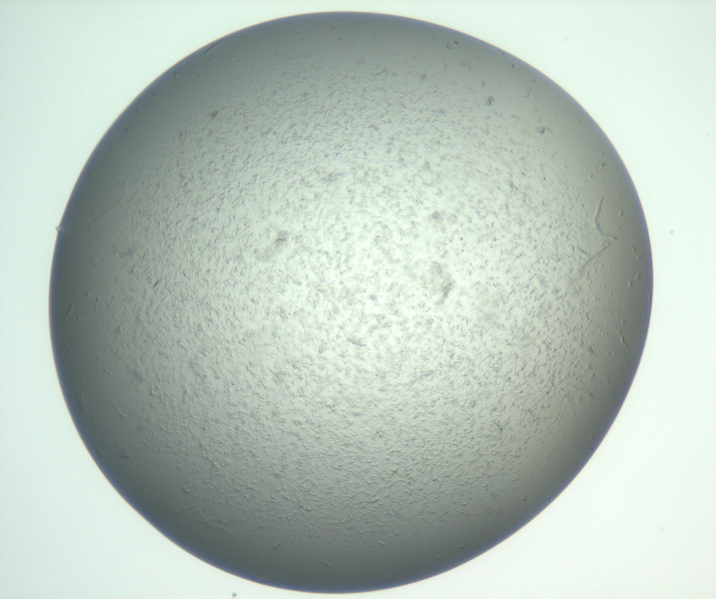 RI01_03_000_0212_Proj1_Clon1_MC_0000MC102865_003_161022_08_08_01_00_99_002_001_RAI.jpg