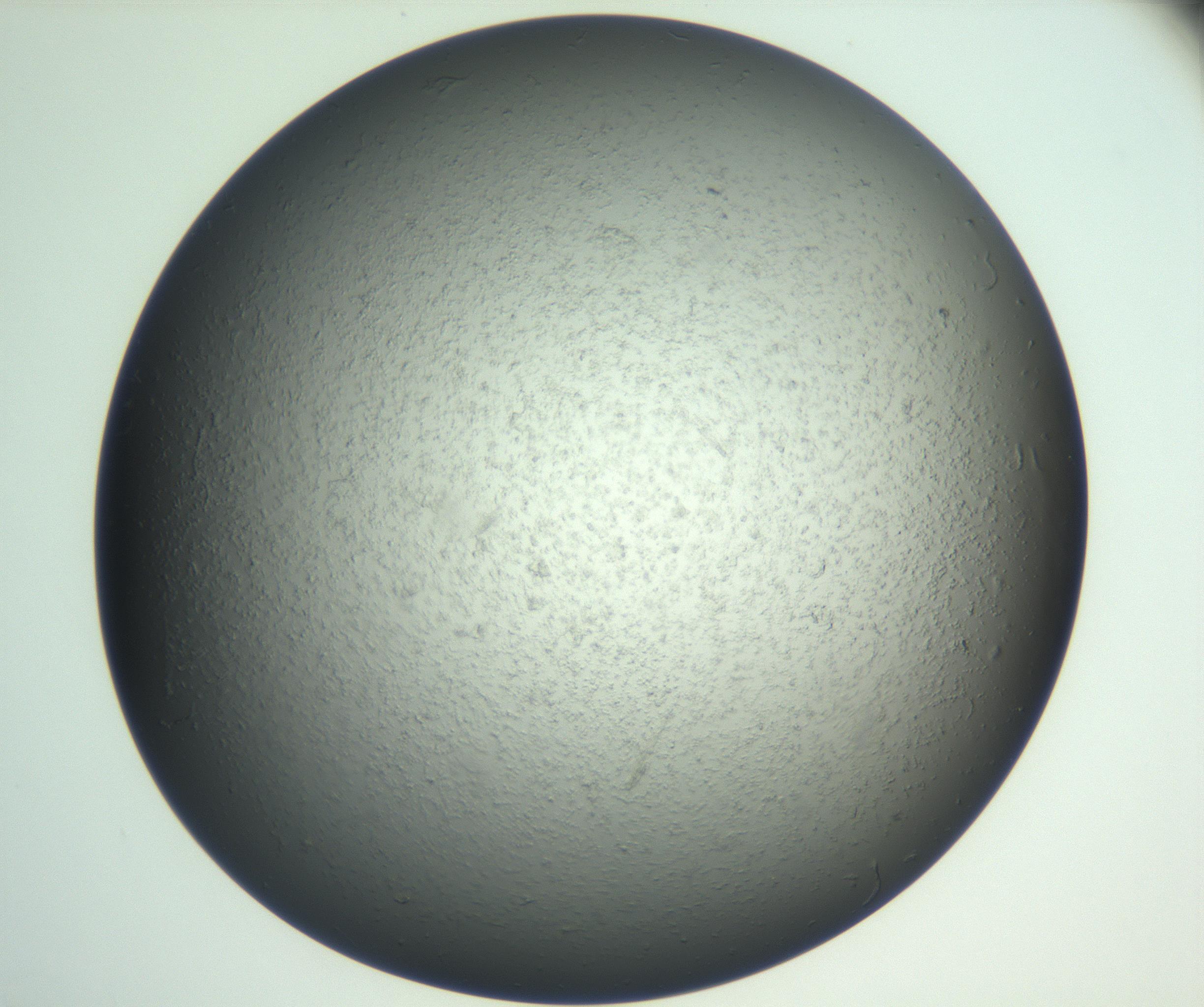 RI01_03_000_0212_Proj1_Clon1_MC_0000MC102865_003_161022_08_08_02_00_99_002_001_RAI.jpg