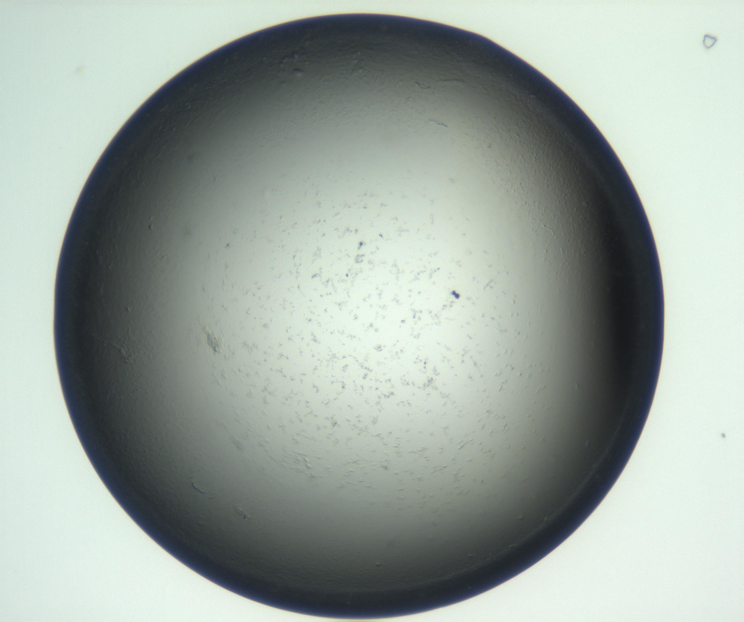 RI01_03_000_0212_Proj1_Clon1_MC_0000MC102865_003_161022_09_02_01_00_99_002_001_RAI.jpg