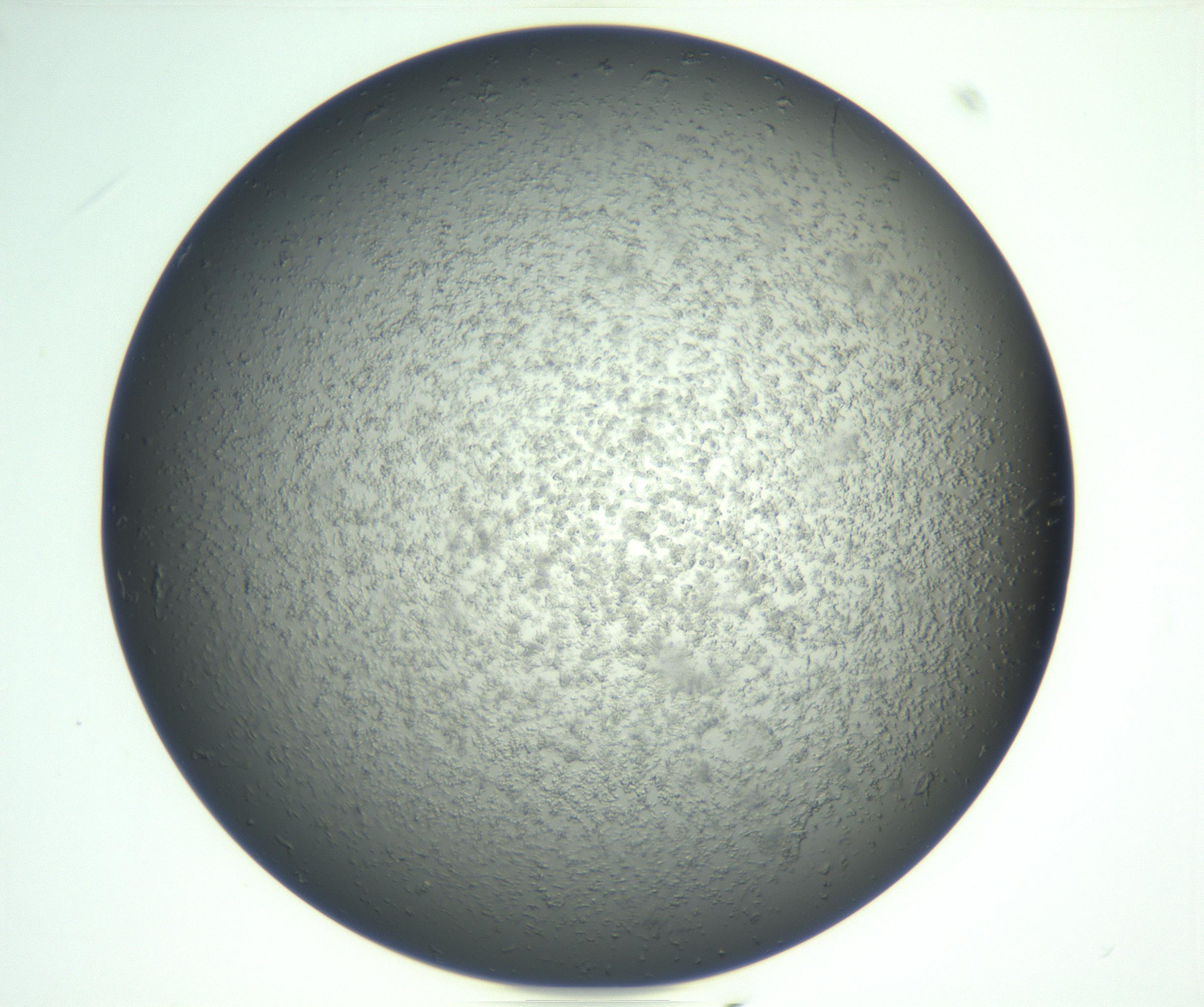 RI01_03_000_0212_Proj1_Clon1_MC_0000MC102865_003_161022_09_02_02_00_99_002_001_RAI.jpg