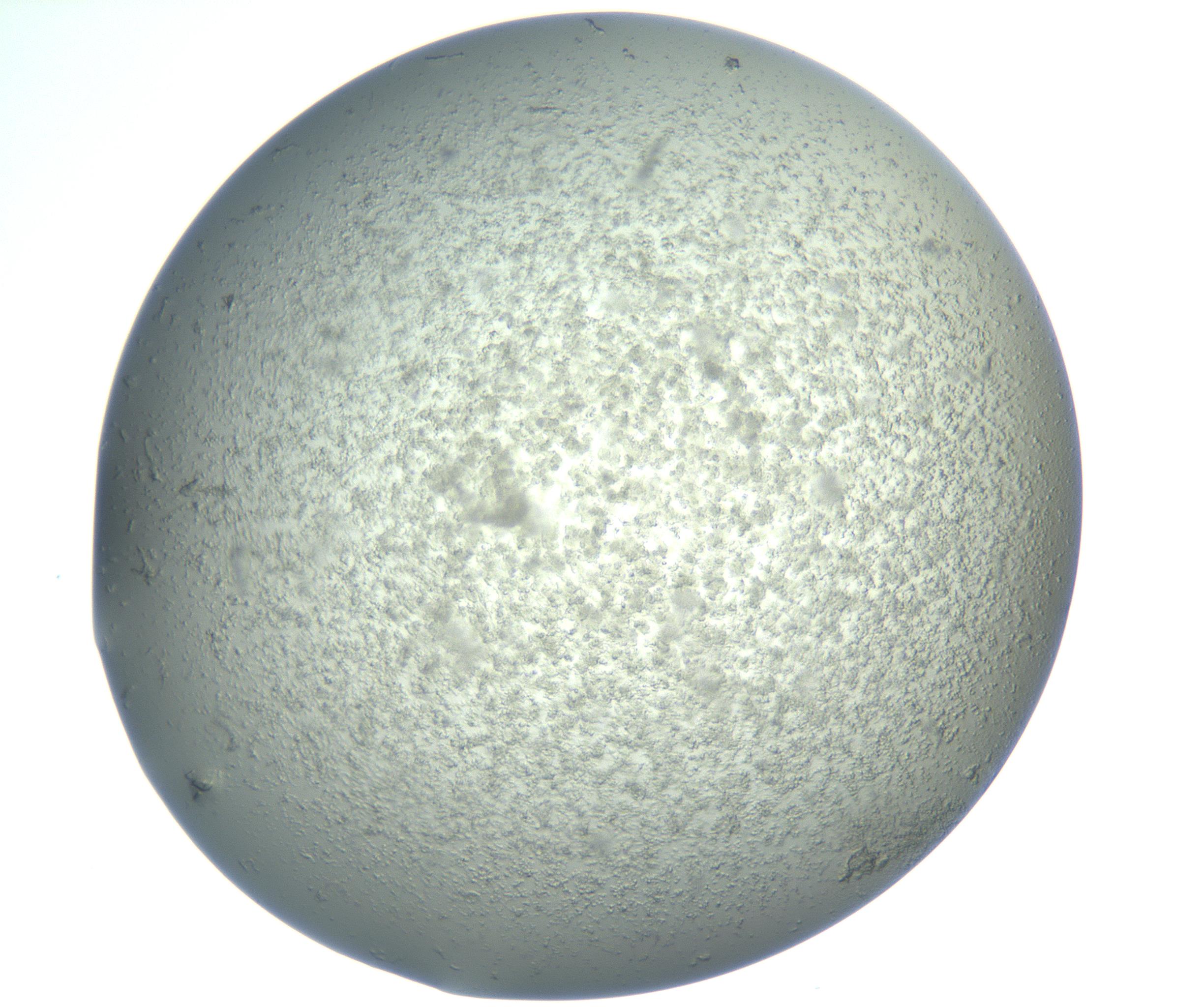 RI01_03_000_0212_Proj1_Clon1_MC_0000MC102865_003_161022_09_03_02_00_99_002_001_RAI.jpg