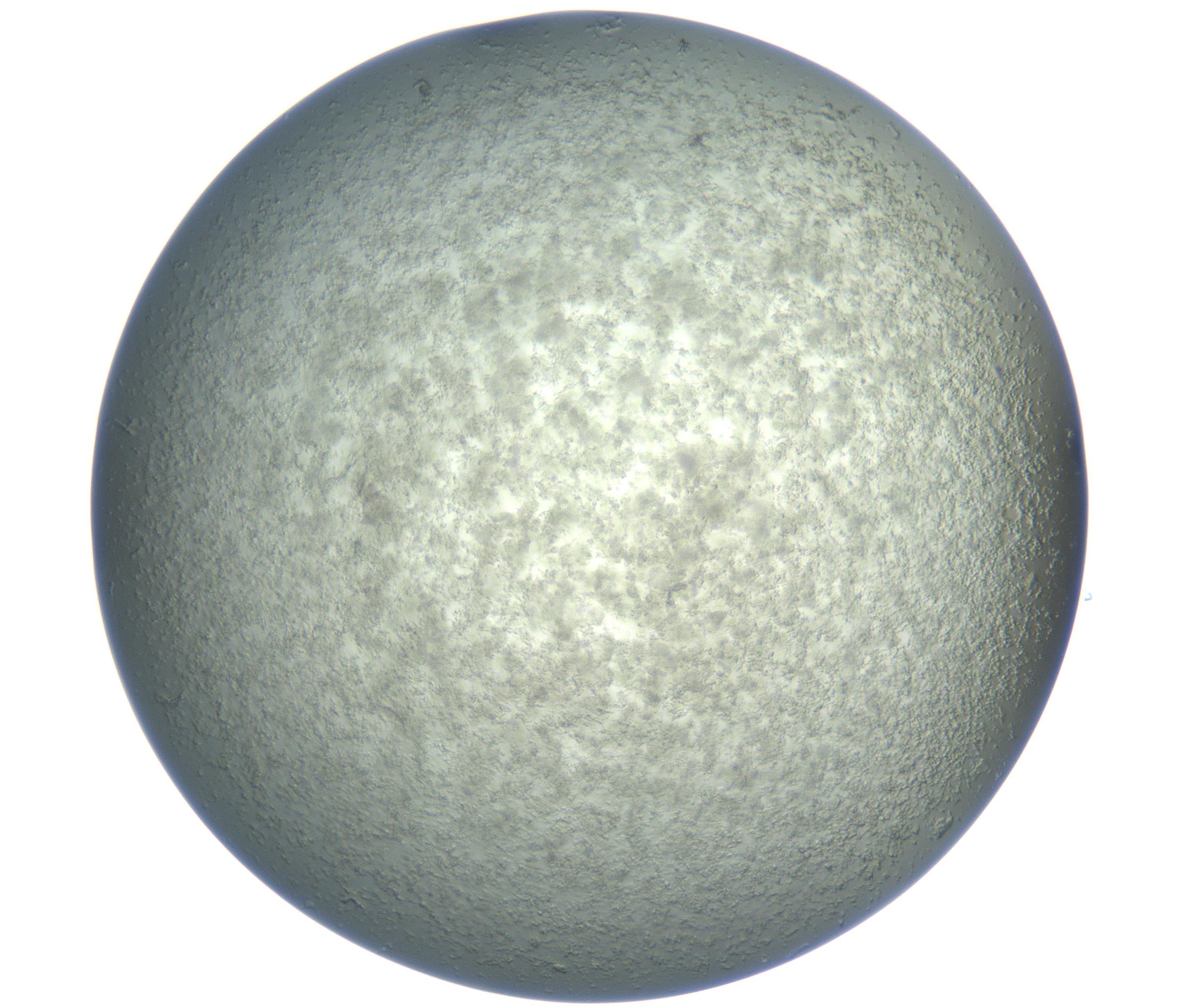 RI01_03_000_0212_Proj1_Clon1_MC_0000MC102865_003_161022_09_04_02_00_99_002_001_RAI.jpg