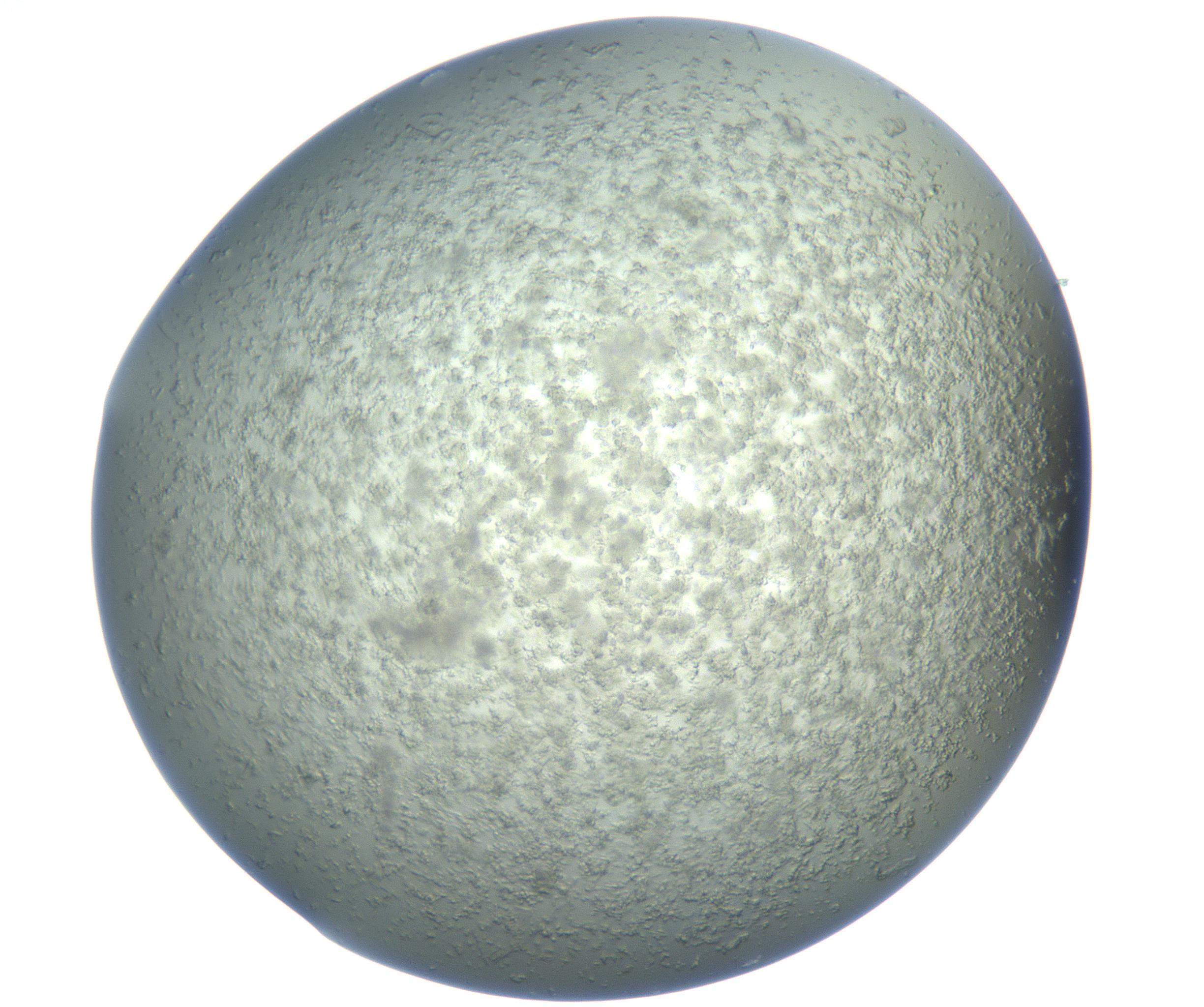 RI01_03_000_0212_Proj1_Clon1_MC_0000MC102865_003_161022_09_08_01_00_99_002_001_RAI.jpg