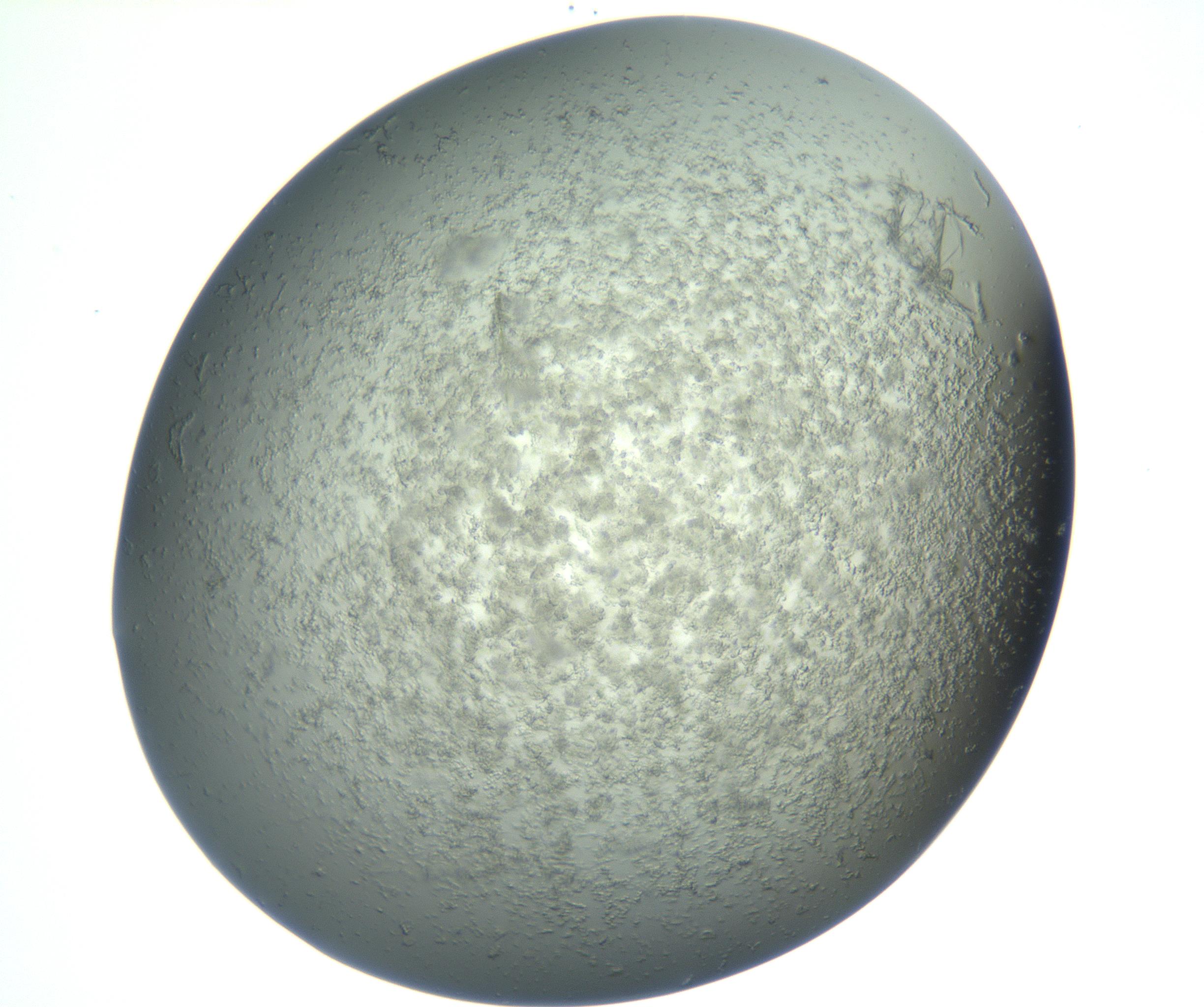 RI01_03_000_0212_Proj1_Clon1_MC_0000MC102865_003_161022_09_08_02_00_99_002_001_RAI.jpg