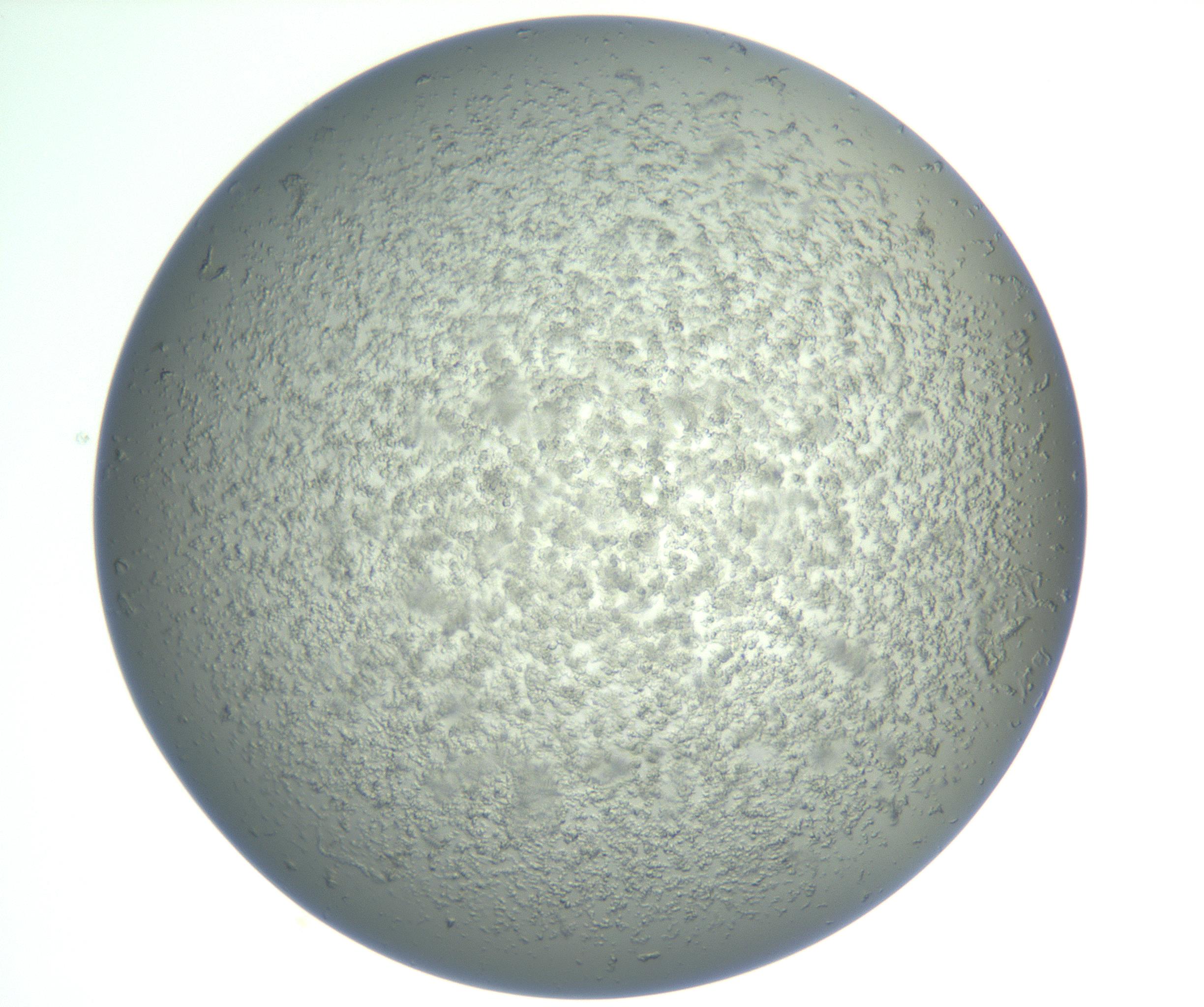 RI01_03_000_0212_Proj1_Clon1_MC_0000MC102865_003_161022_10_02_01_00_99_002_001_RAI.jpg