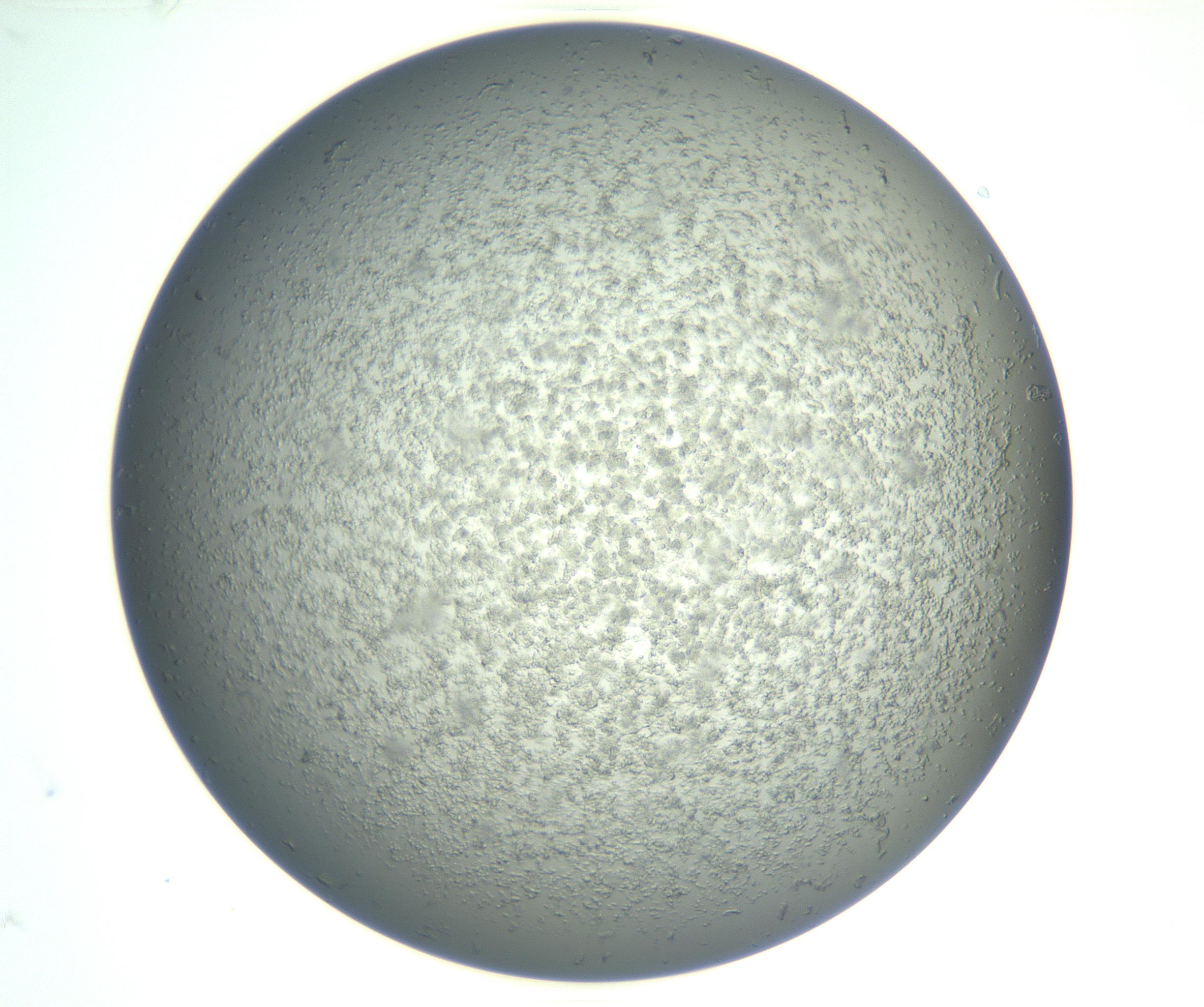 RI01_03_000_0212_Proj1_Clon1_MC_0000MC102865_003_161022_10_02_02_00_99_002_001_RAI.jpg
