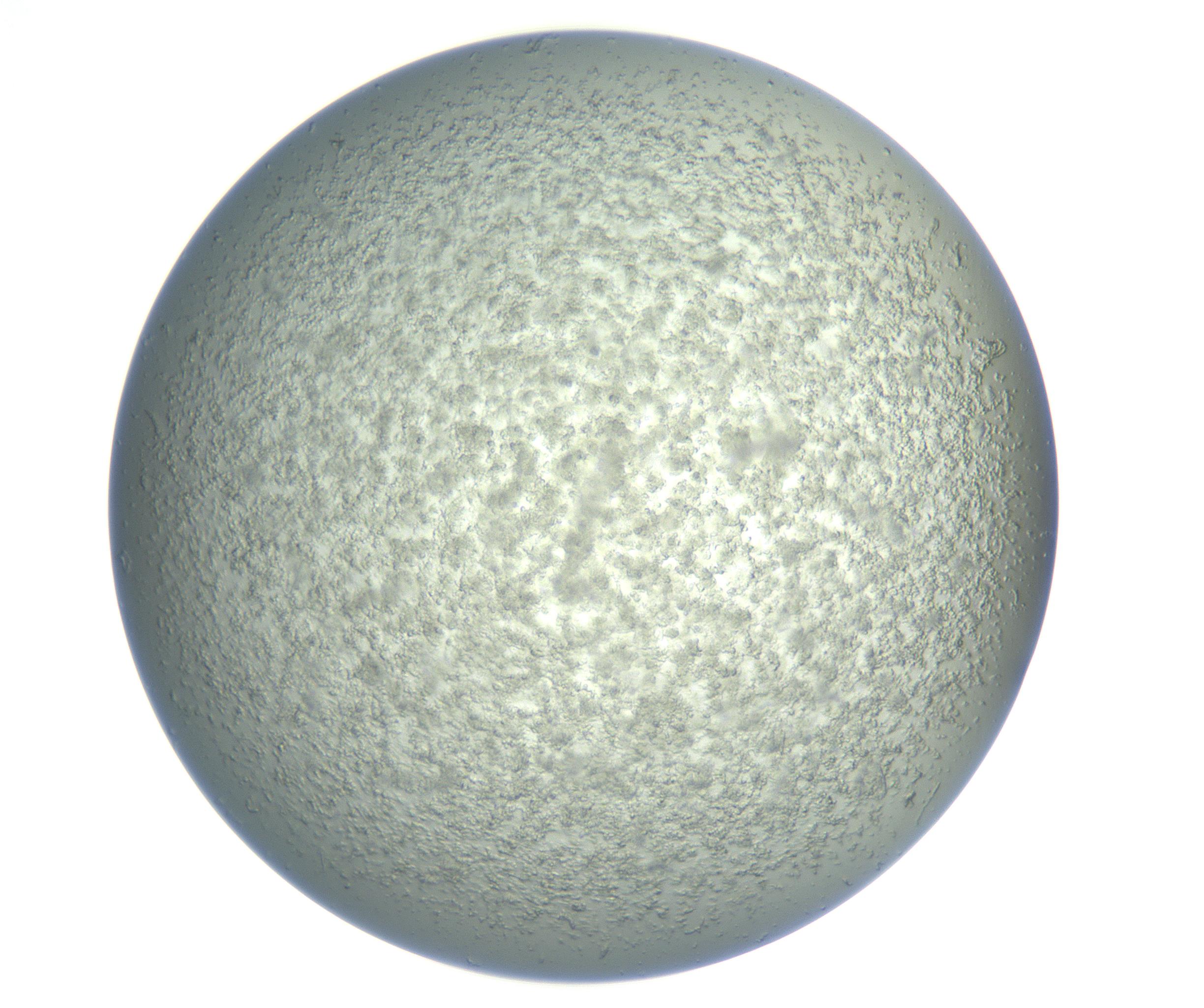 RI01_03_000_0212_Proj1_Clon1_MC_0000MC102865_003_161022_10_03_01_00_99_002_001_RAI.jpg