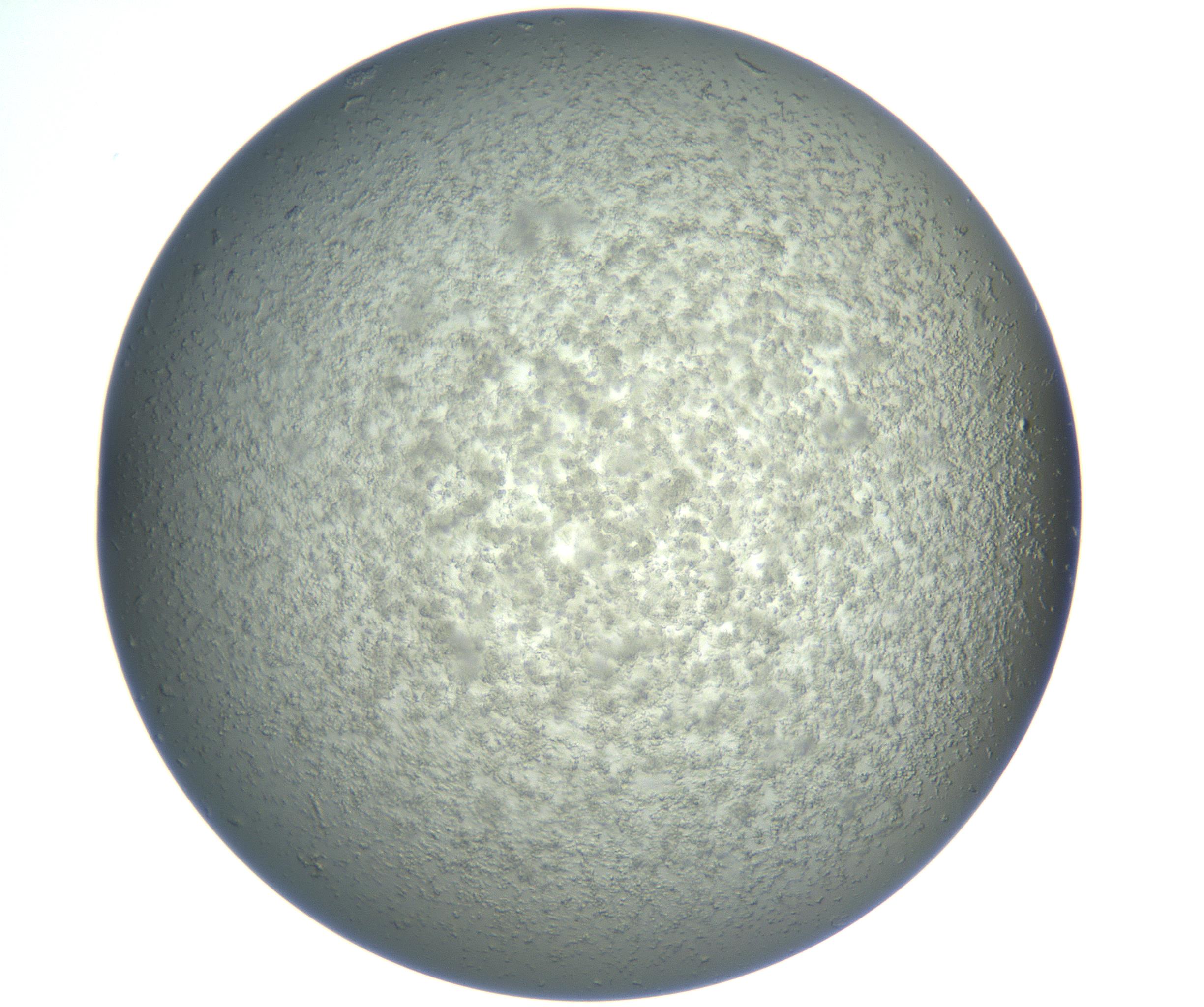 RI01_03_000_0212_Proj1_Clon1_MC_0000MC102865_003_161022_10_03_02_00_99_002_001_RAI.jpg