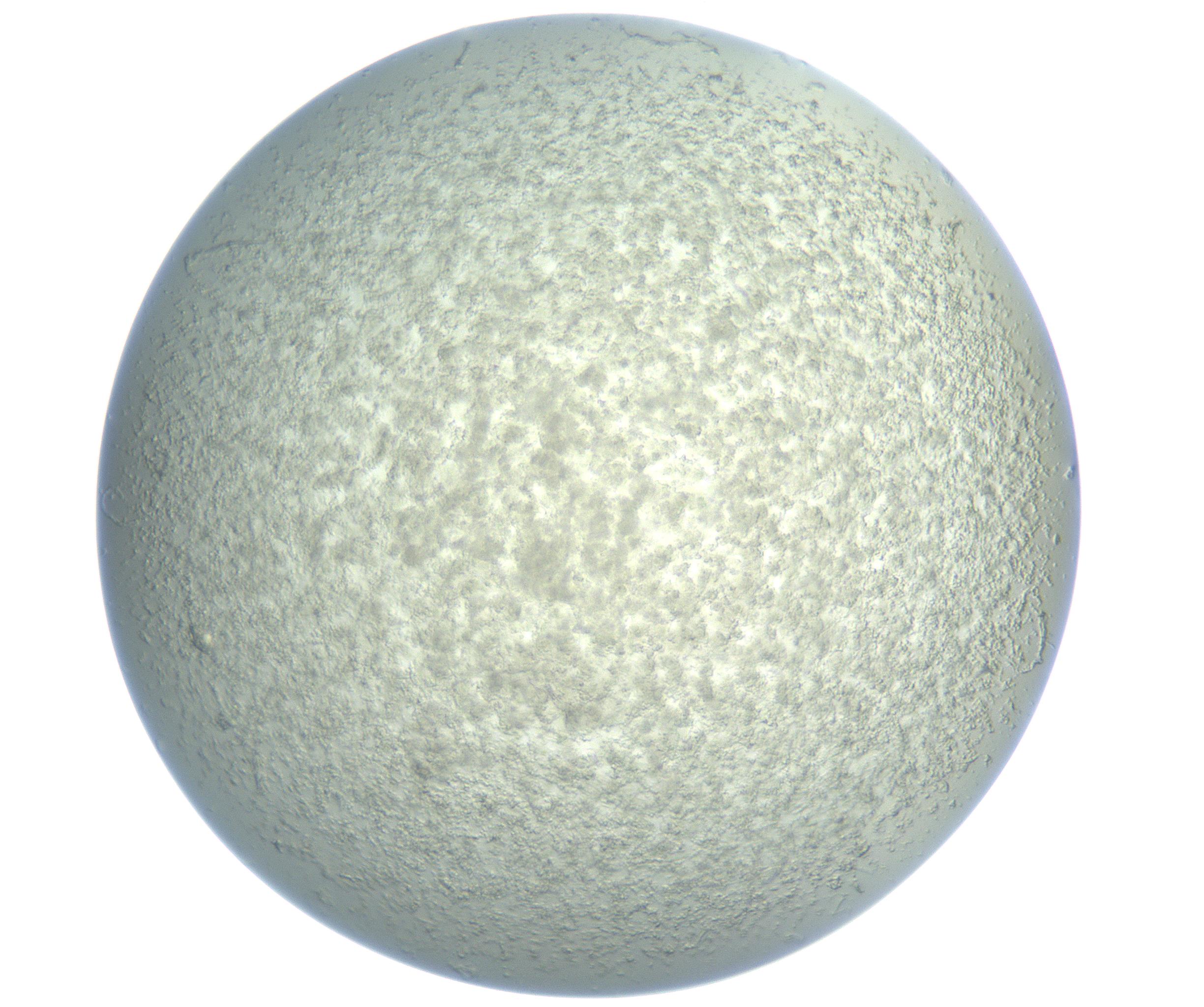 RI01_03_000_0212_Proj1_Clon1_MC_0000MC102865_003_161022_10_04_01_00_99_002_001_RAI.jpg