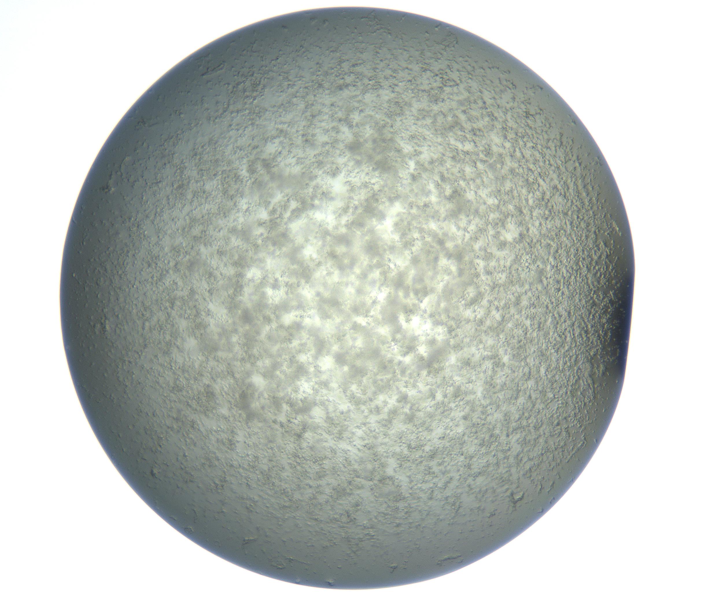 RI01_03_000_0212_Proj1_Clon1_MC_0000MC102865_003_161022_10_04_02_00_99_002_001_RAI.jpg