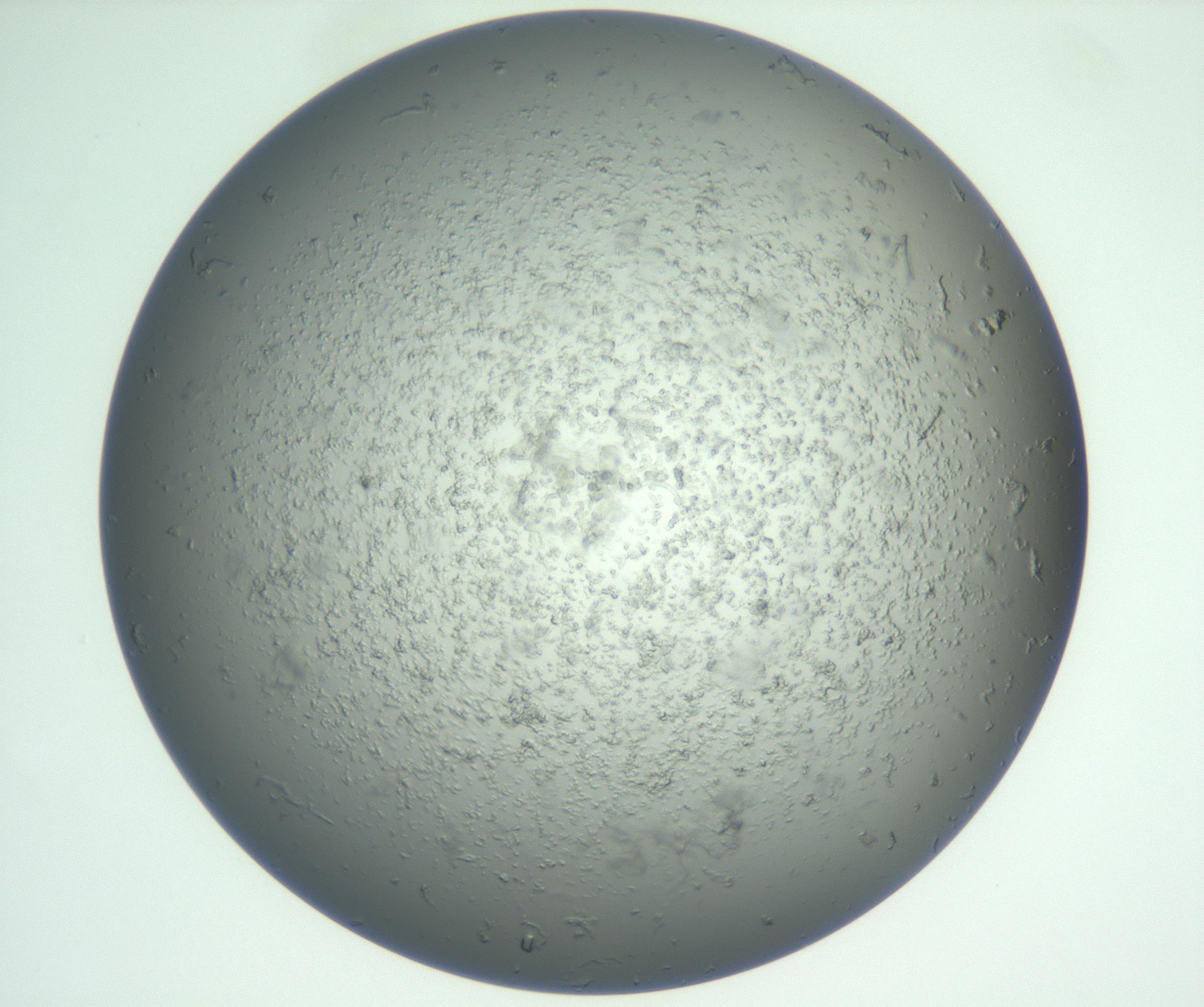 RI01_03_000_0212_Proj1_Clon1_MC_0000MC102865_003_161022_10_05_01_00_99_002_001_RAI.jpg