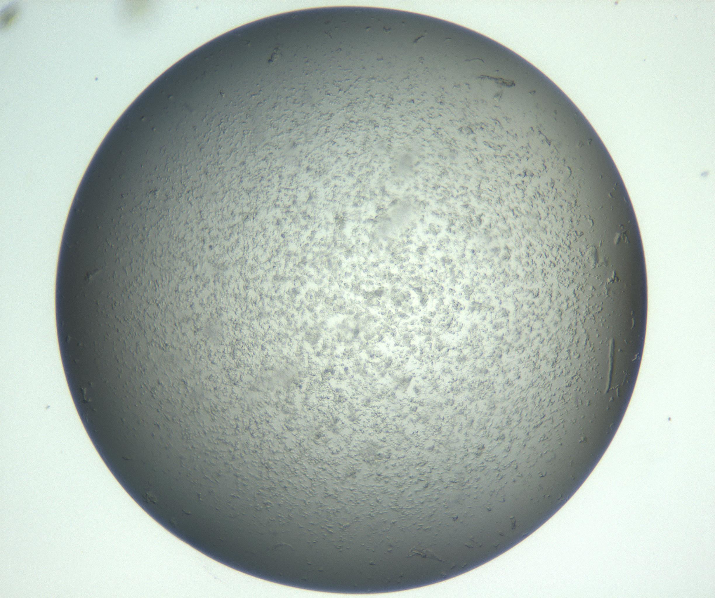 RI01_03_000_0212_Proj1_Clon1_MC_0000MC102865_003_161022_10_05_02_00_99_002_001_RAI.jpg