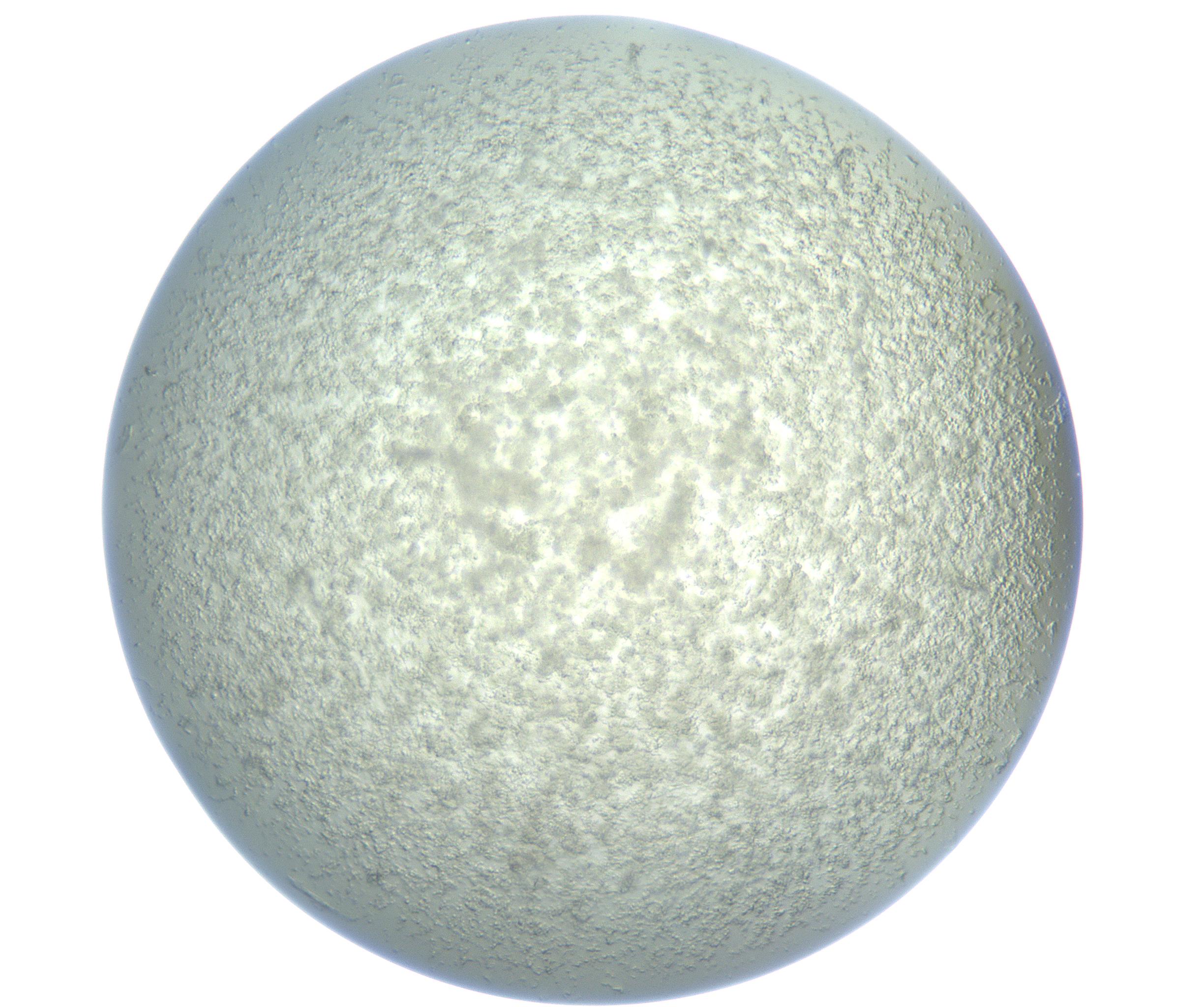 RI01_03_000_0212_Proj1_Clon1_MC_0000MC102865_003_161022_10_07_01_00_99_002_001_RAI.jpg