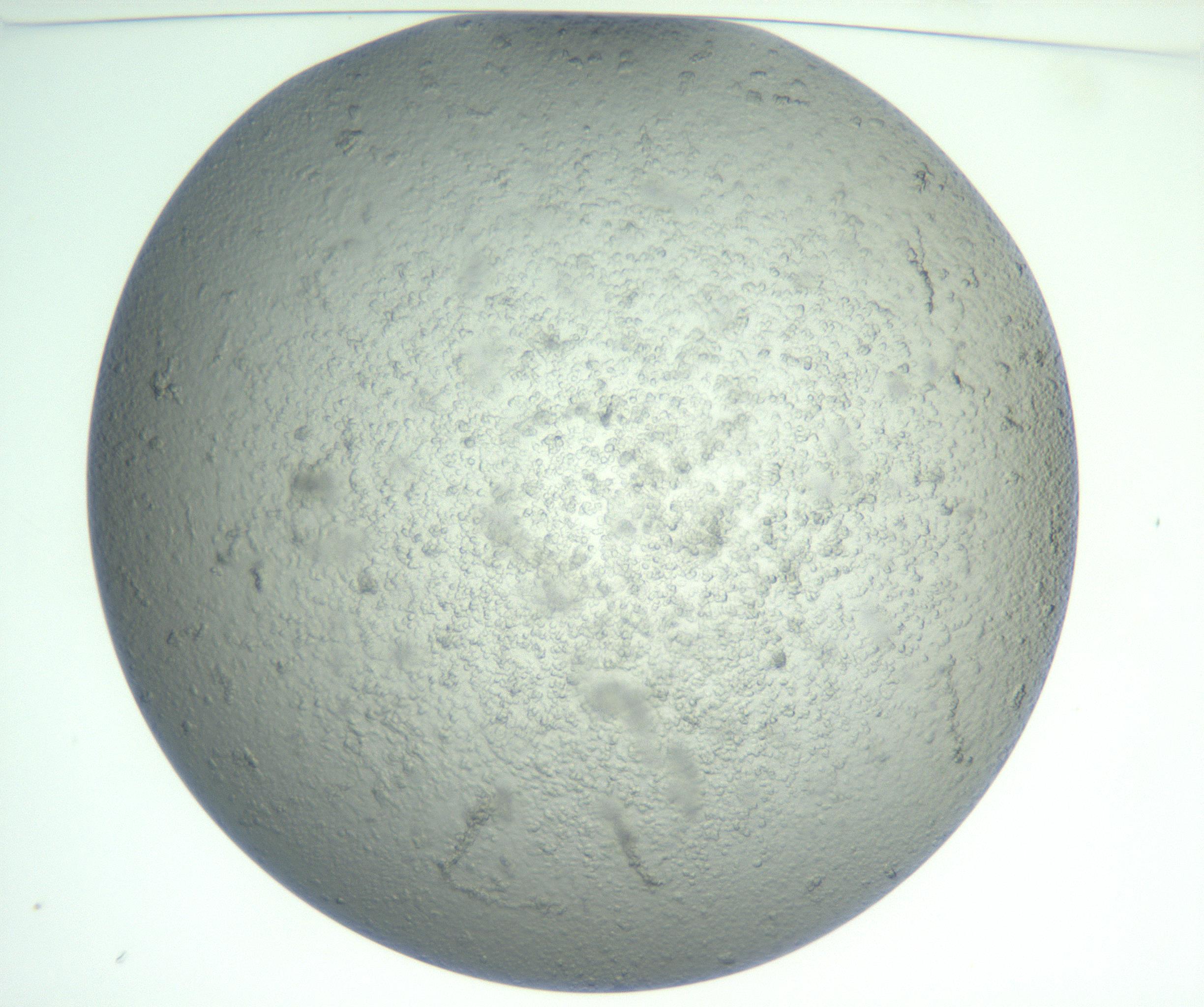 RI01_03_000_0212_Proj1_Clon1_MC_0000MC102865_003_161022_11_01_01_00_99_002_001_RAI.jpg