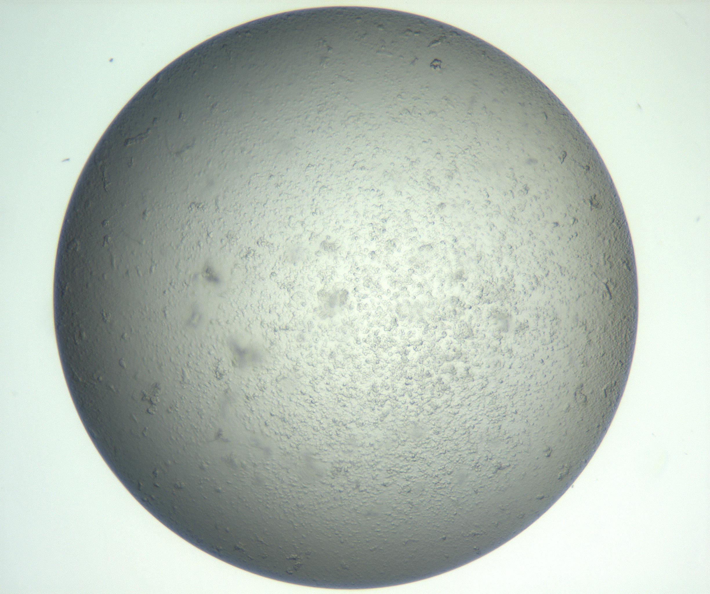 RI01_03_000_0212_Proj1_Clon1_MC_0000MC102865_003_161022_11_01_02_00_99_002_001_RAI.jpg