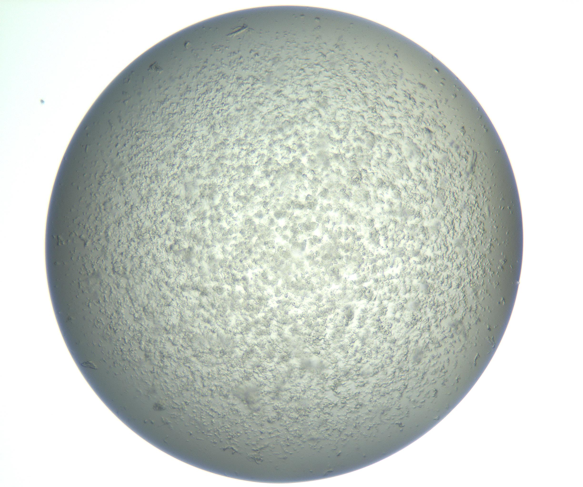 RI01_03_000_0212_Proj1_Clon1_MC_0000MC102865_003_161022_11_02_01_00_99_002_001_RAI.jpg