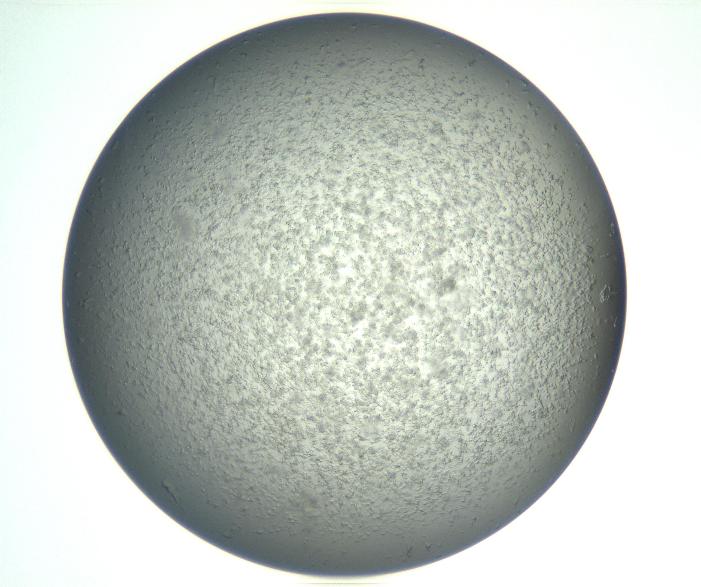RI01_03_000_0212_Proj1_Clon1_MC_0000MC102865_003_161022_11_02_02_00_99_002_001_RAI.jpg