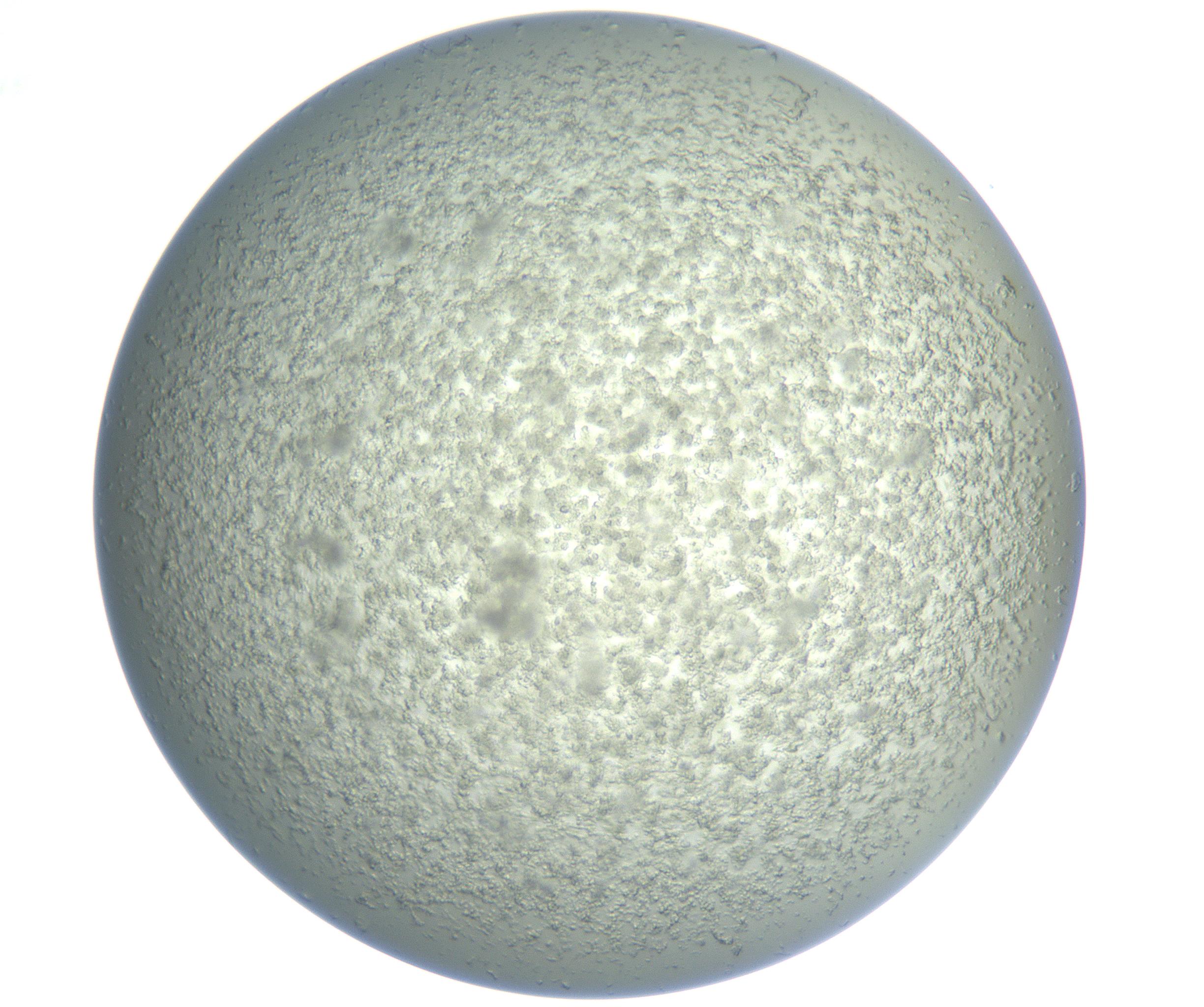 RI01_03_000_0212_Proj1_Clon1_MC_0000MC102865_003_161022_11_03_01_00_99_002_001_RAI.jpg