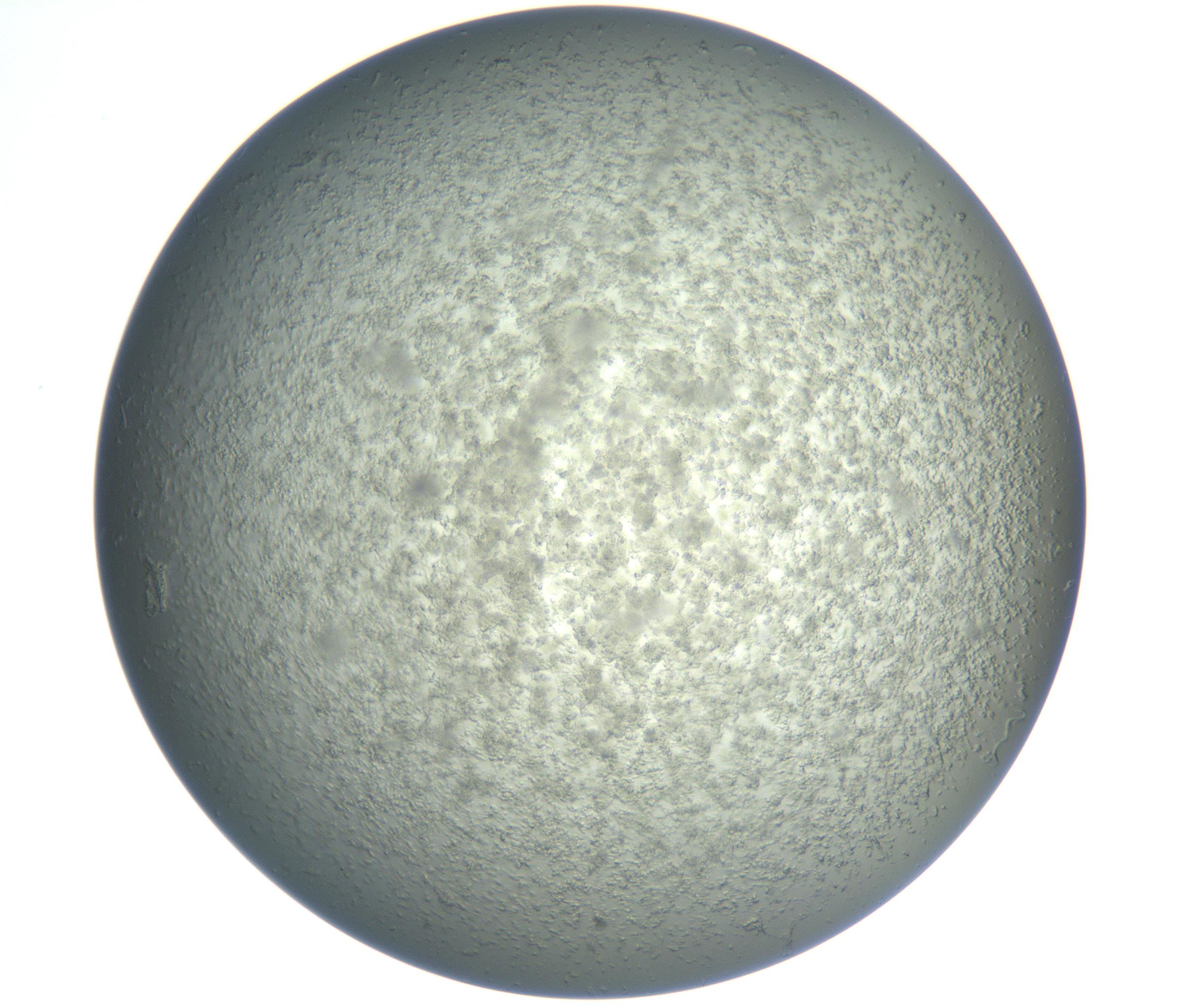 RI01_03_000_0212_Proj1_Clon1_MC_0000MC102865_003_161022_11_03_02_00_99_002_001_RAI.jpg