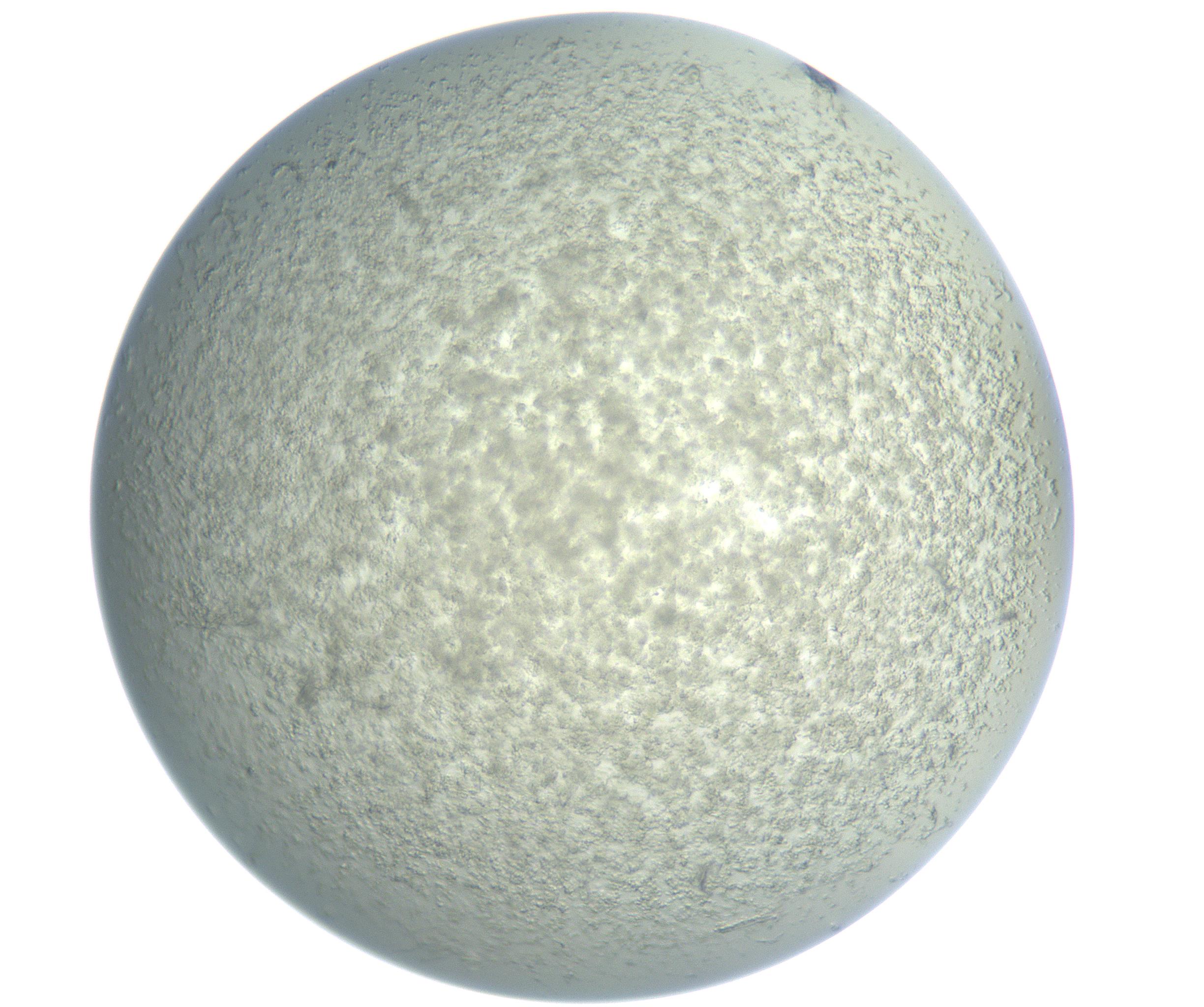 RI01_03_000_0212_Proj1_Clon1_MC_0000MC102865_003_161022_11_04_01_00_99_002_001_RAI.jpg