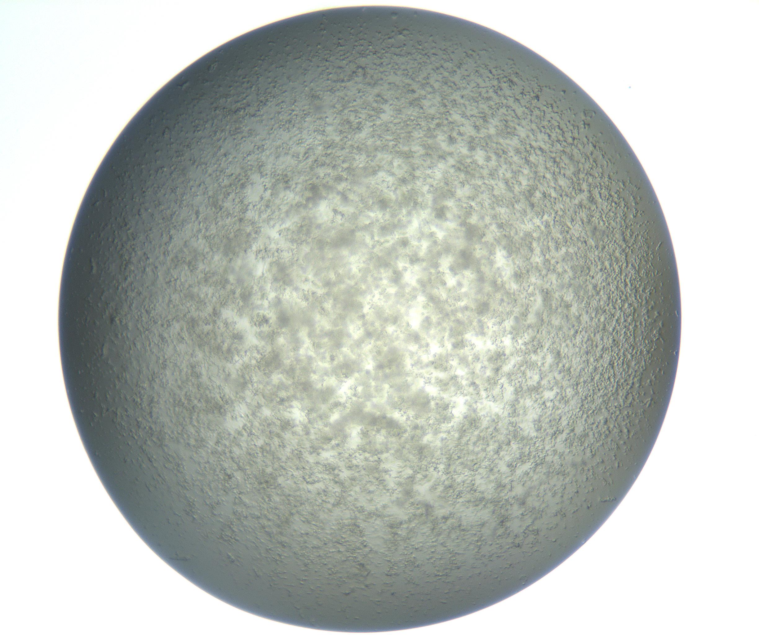 RI01_03_000_0212_Proj1_Clon1_MC_0000MC102865_003_161022_11_04_02_00_99_002_001_RAI.jpg
