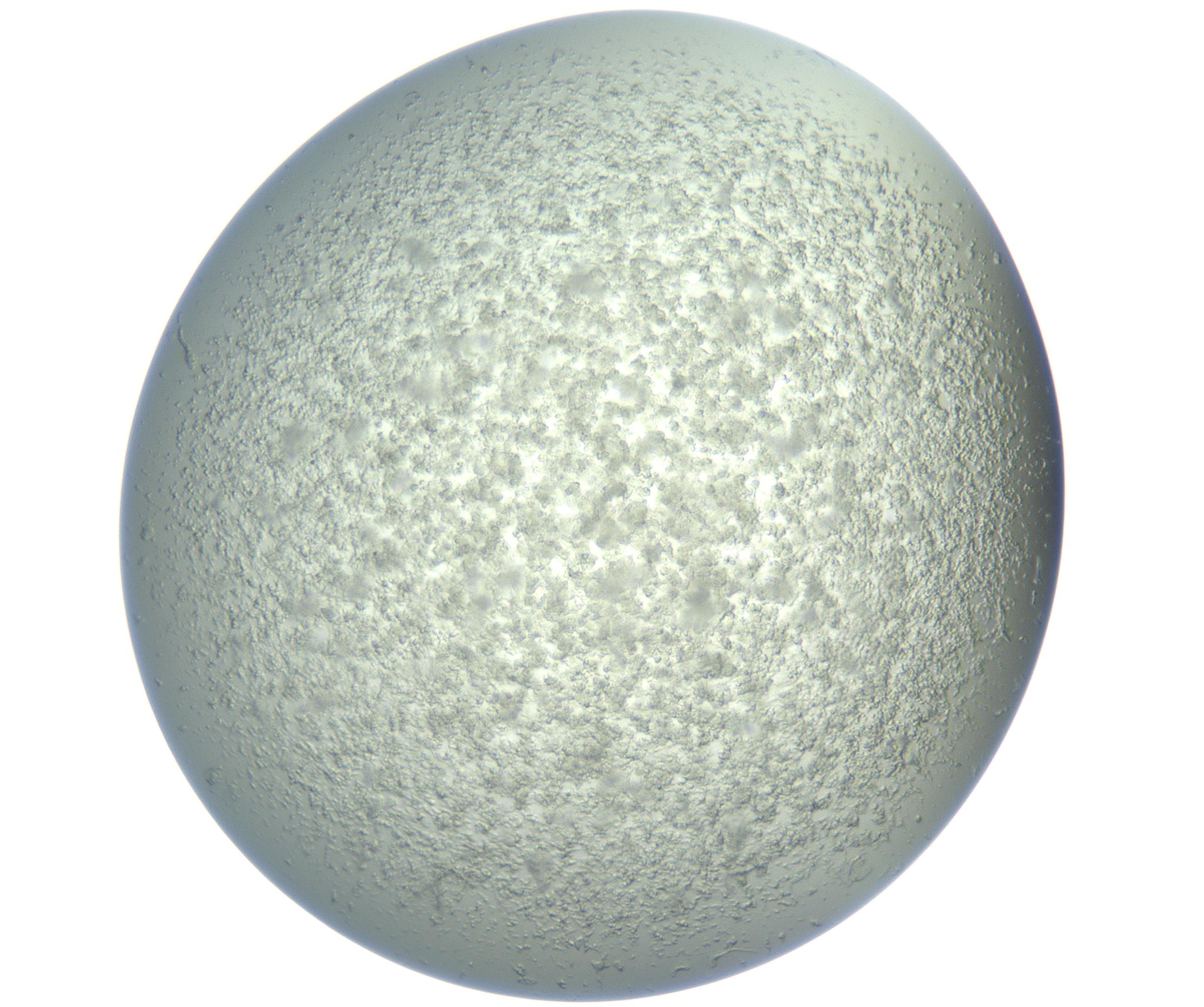 RI01_03_000_0212_Proj1_Clon1_MC_0000MC102865_003_161022_11_08_01_00_99_002_001_RAI.jpg
