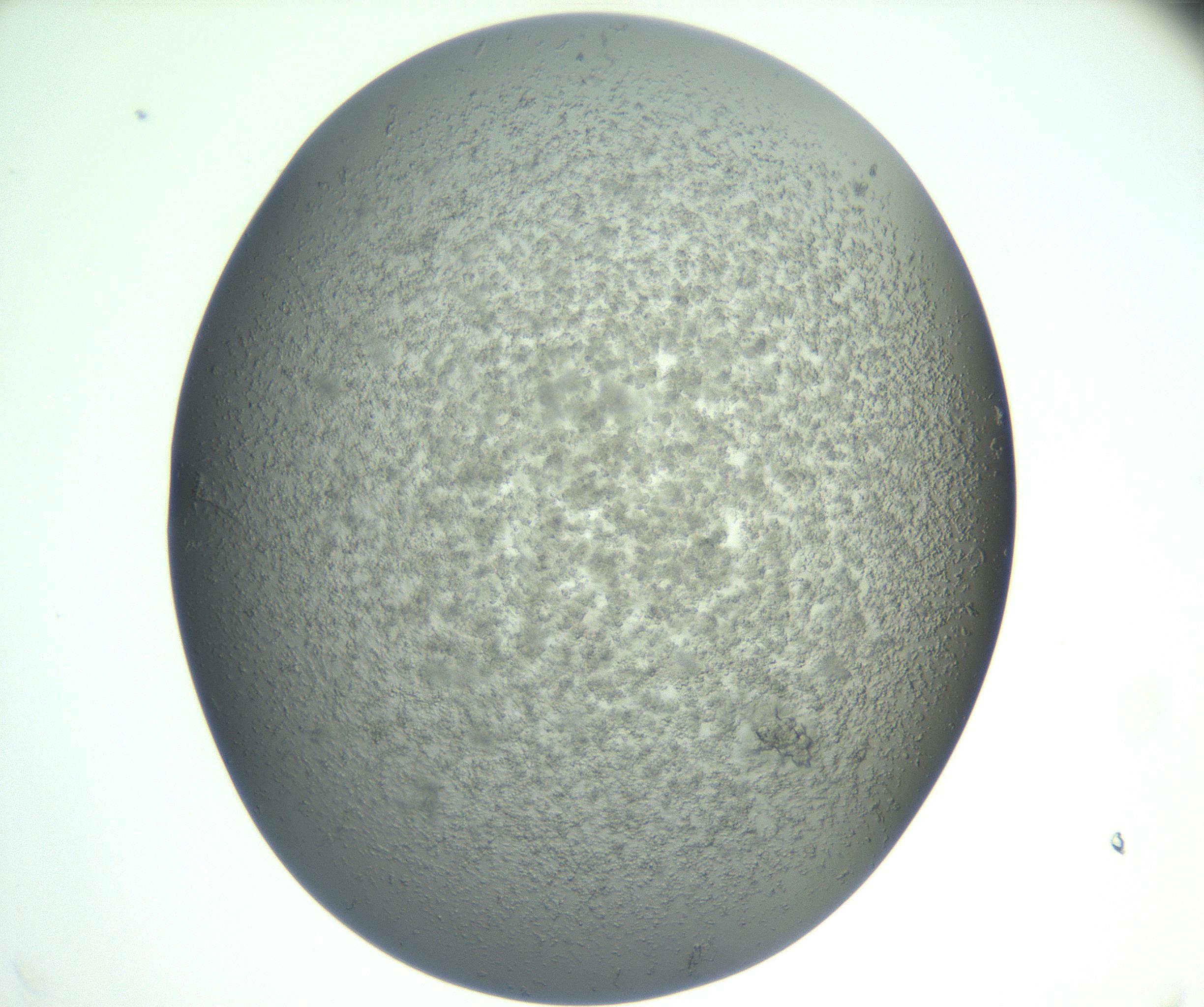 RI01_03_000_0212_Proj1_Clon1_MC_0000MC102865_003_161022_11_08_02_00_99_002_001_RAI.jpg