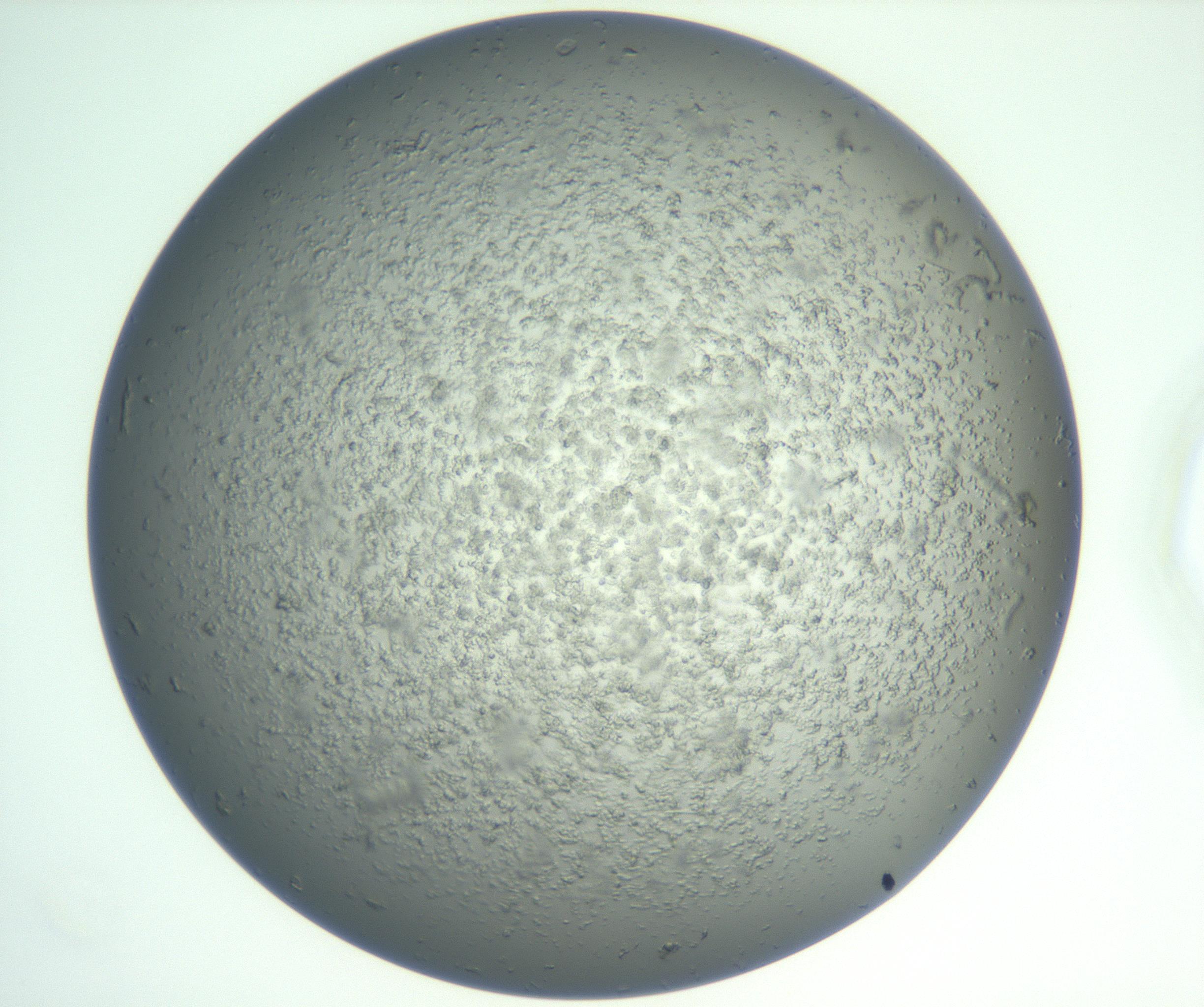 RI01_03_000_0212_Proj1_Clon1_MC_0000MC102865_003_161022_12_02_01_00_99_002_001_RAI.jpg
