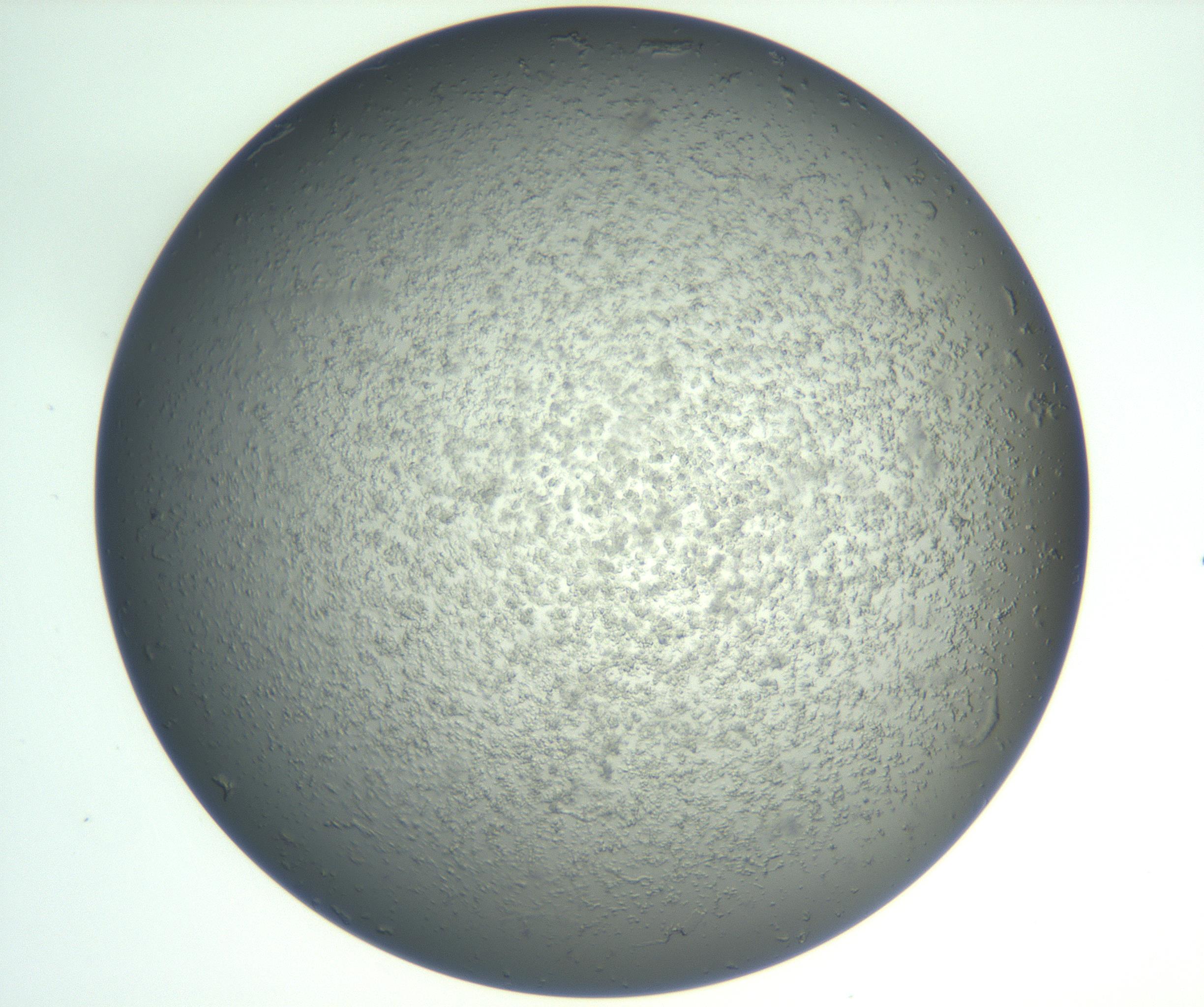 RI01_03_000_0212_Proj1_Clon1_MC_0000MC102865_003_161022_12_02_02_00_99_002_001_RAI.jpg