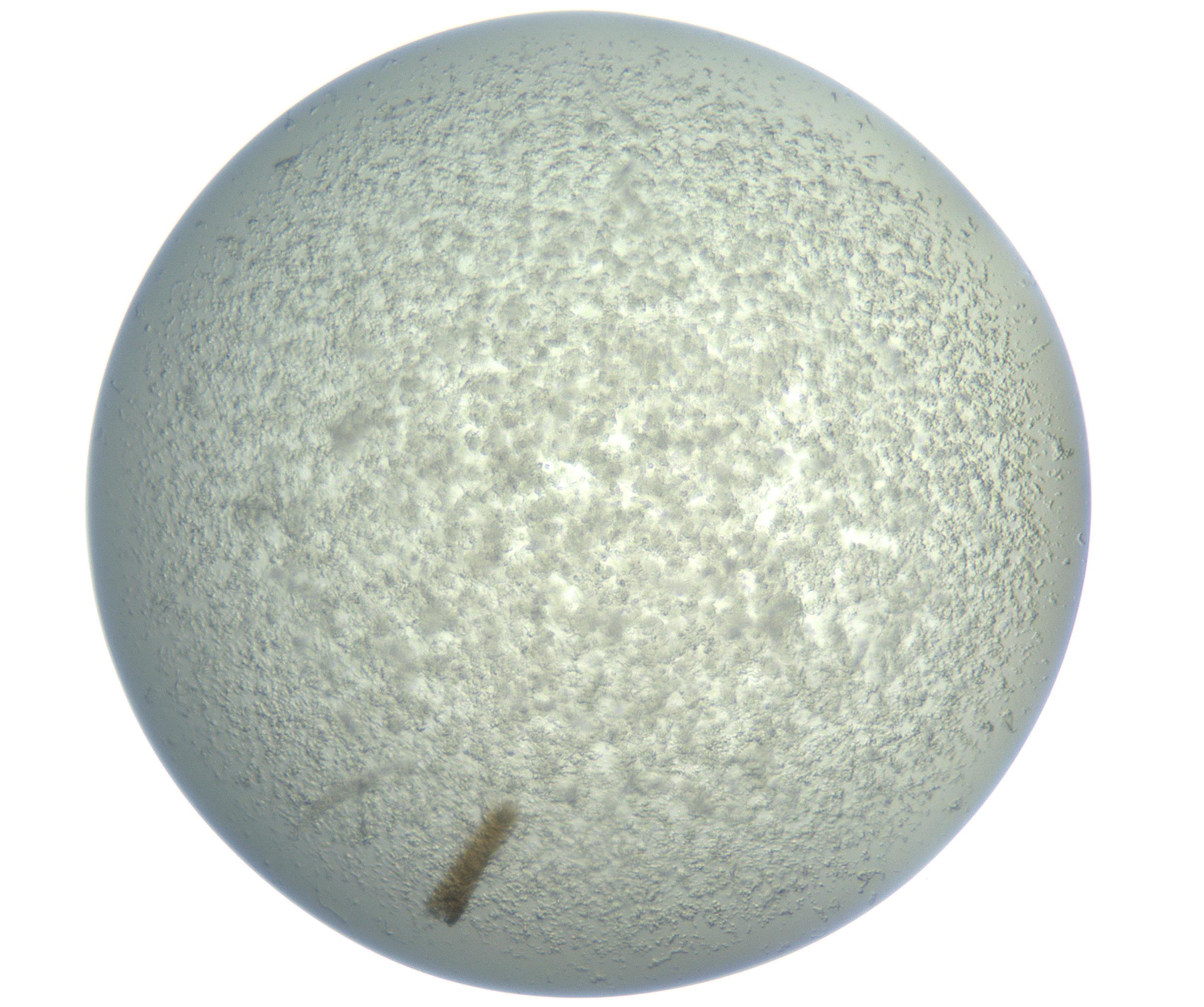 RI01_03_000_0212_Proj1_Clon1_MC_0000MC102865_003_161022_12_03_01_00_99_002_001_RAI.jpg