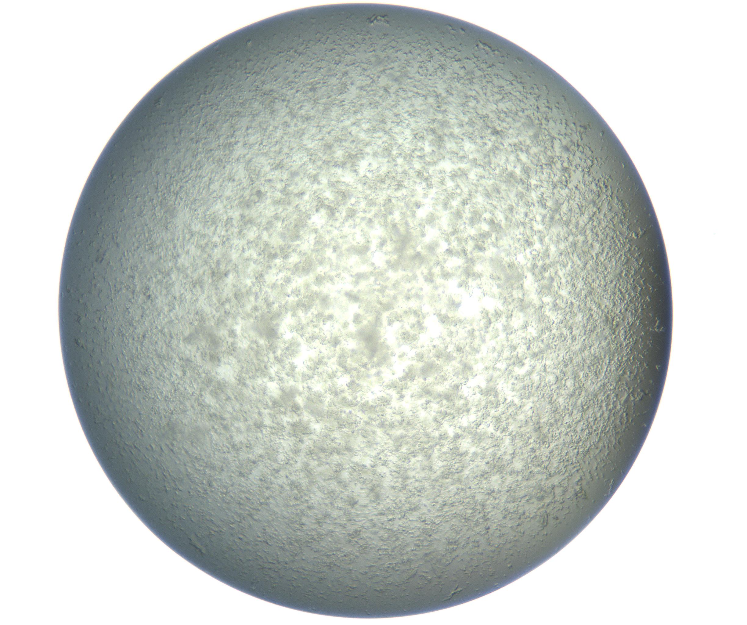 RI01_03_000_0212_Proj1_Clon1_MC_0000MC102865_003_161022_12_03_02_00_99_002_001_RAI.jpg