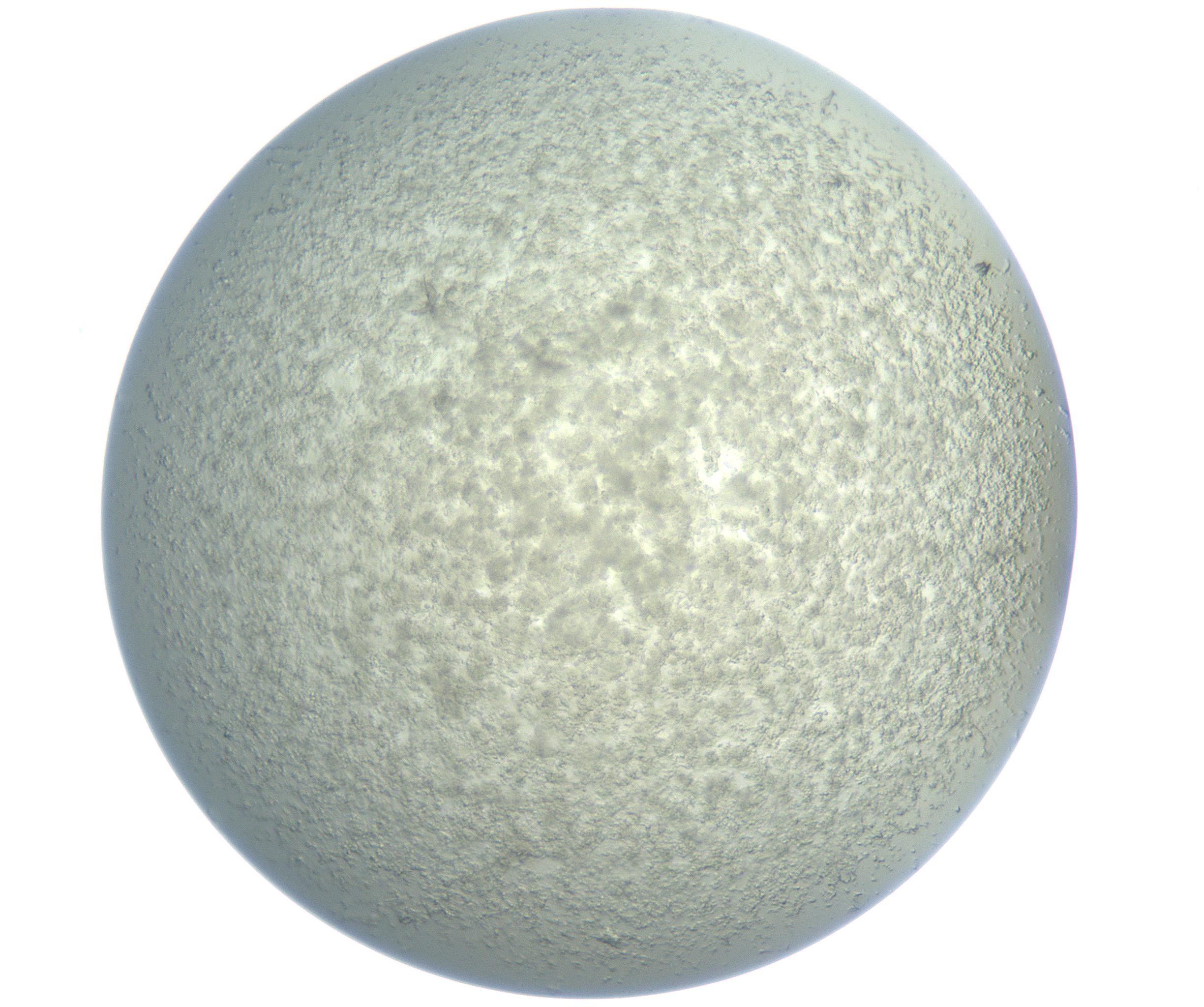 RI01_03_000_0212_Proj1_Clon1_MC_0000MC102865_003_161022_12_04_01_00_99_002_001_RAI.jpg