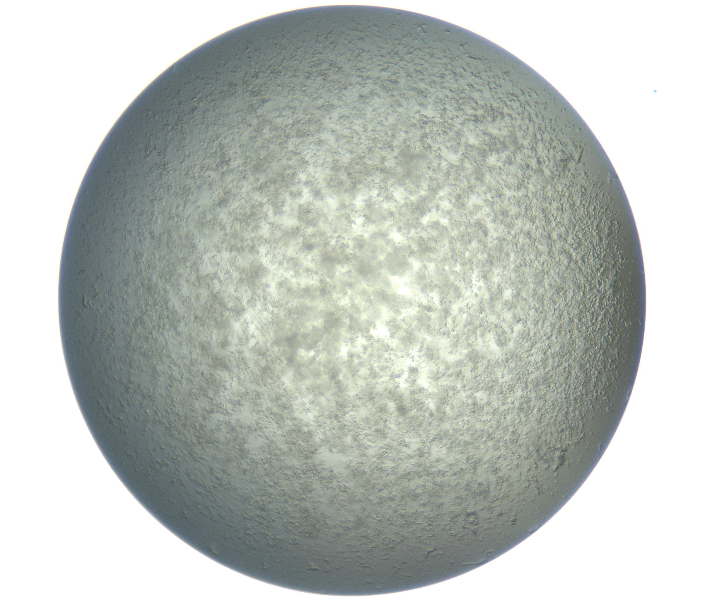 RI01_03_000_0212_Proj1_Clon1_MC_0000MC102865_003_161022_12_04_02_00_99_002_001_RAI.jpg